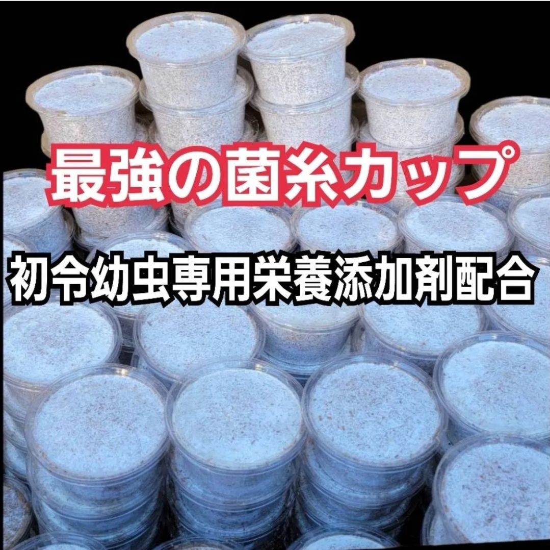 特選 ヒマラヤひらたけ菌糸カップ120ml 50個セット 初令 2令幼虫 栄養添加剤配合 オオクワガタ ニジイロ ヒラタ ノコギリ フタマタ シカクワガタに
