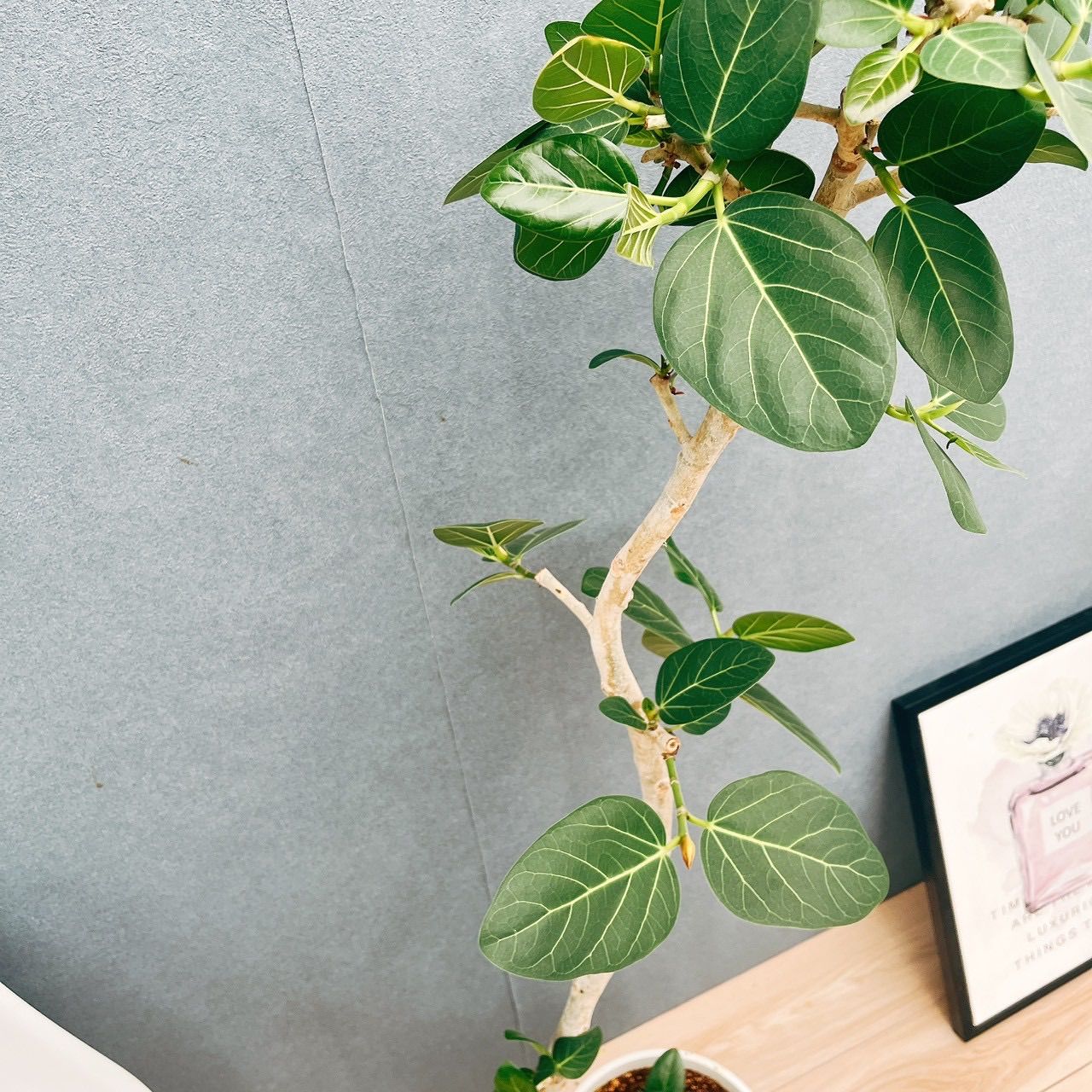 現品］95番 フィカス ベンガレンシス 曲がり 8号 観葉植物 室内 大型