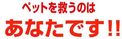 2袋セット)グルコサミン350 徳用袋タイプ500粒入り 犬用グルコサミン