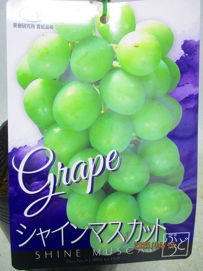 全高