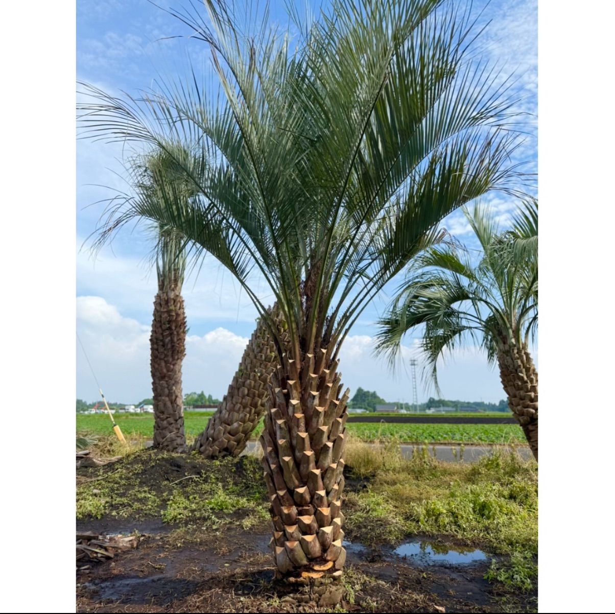 ザミア フロリダーナ 3頭株 花芽あり 8号鉢ごと発送 PLANCHU 観葉植物