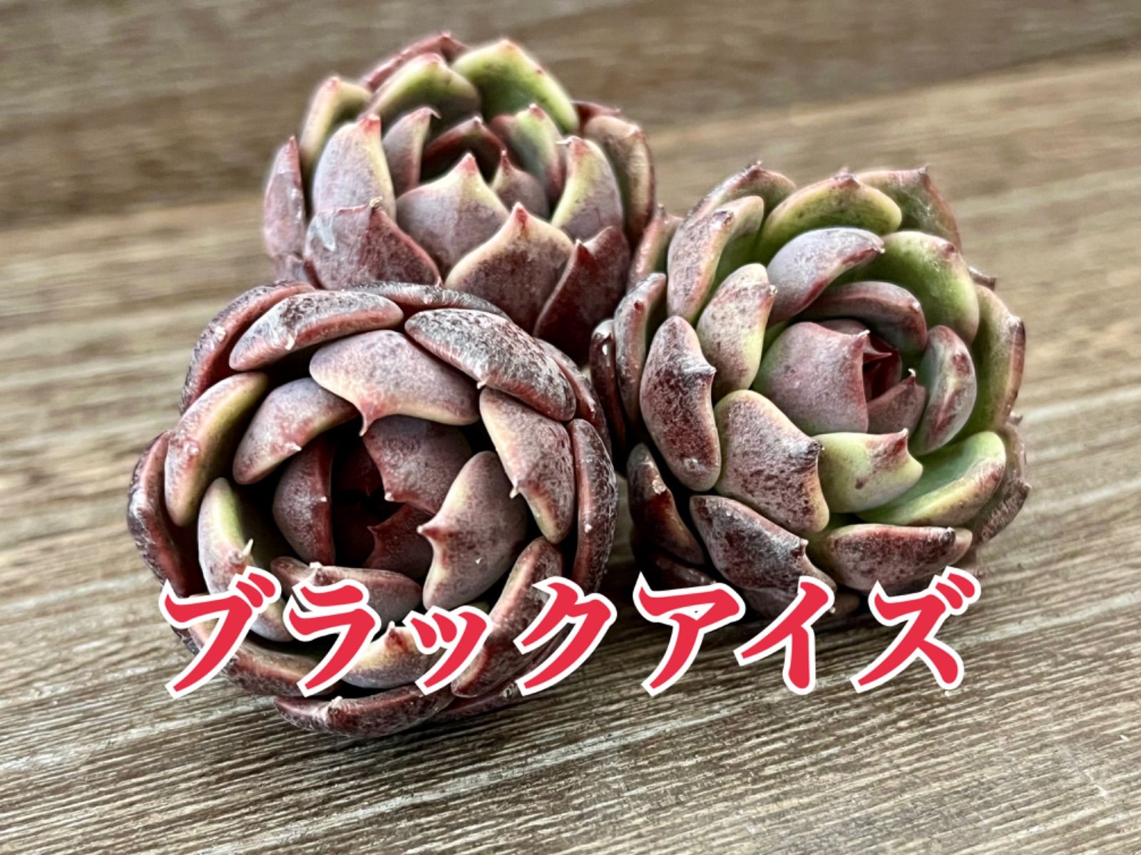 ☆多肉植物 ブラックアイズ エケベリア 韓国苗☆ - メルカリ