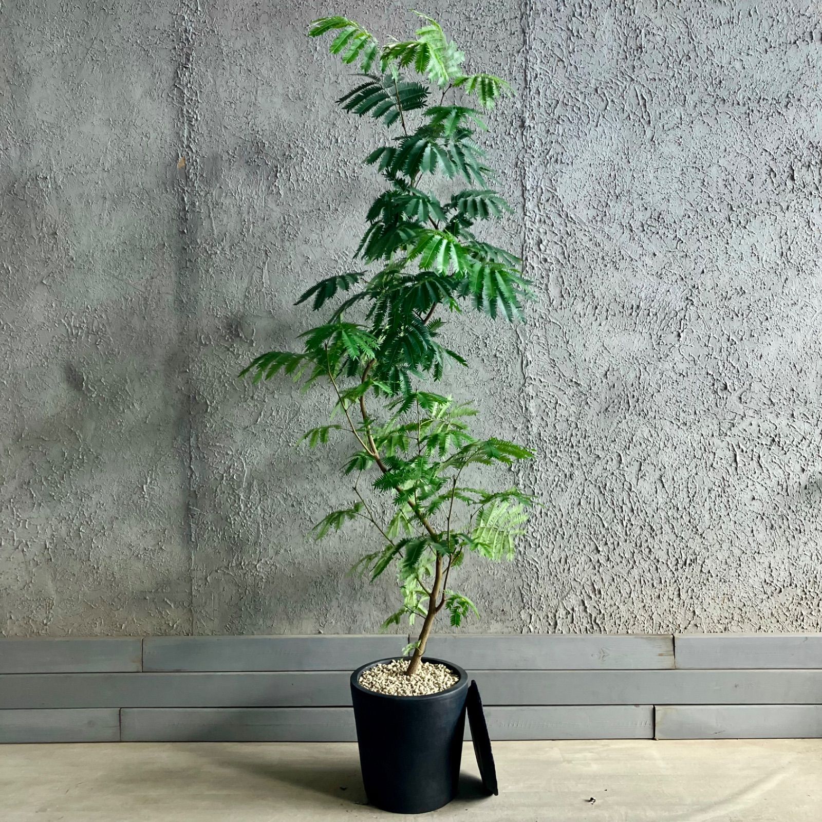 特大 曲がり仕立て エバーフレッシュ 10号 テラコッタ鉢植え アンティーク風 受け皿付き