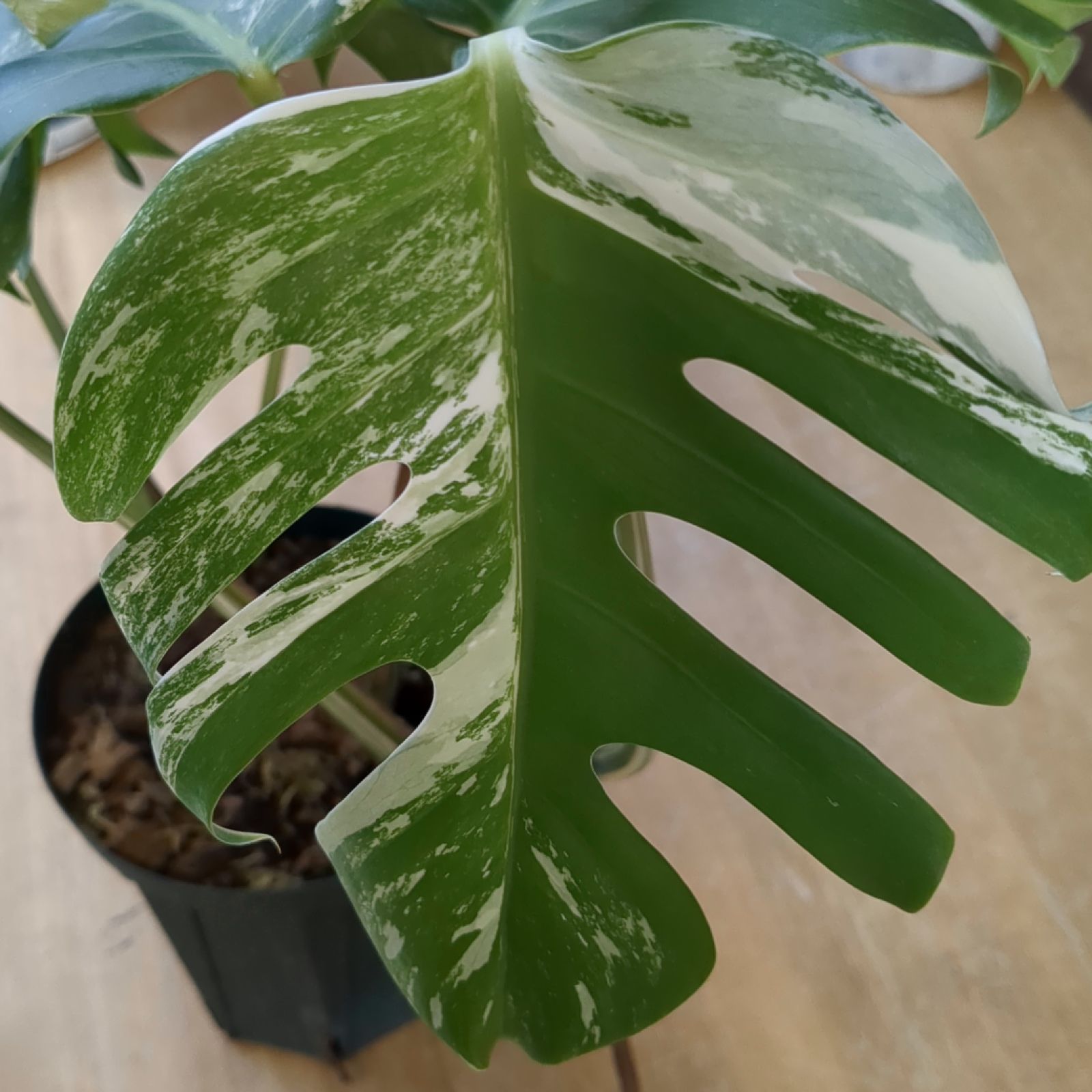 モンステラ ホワイトタイガー 【斑入り】鉢のまま発送 B - メルカリ