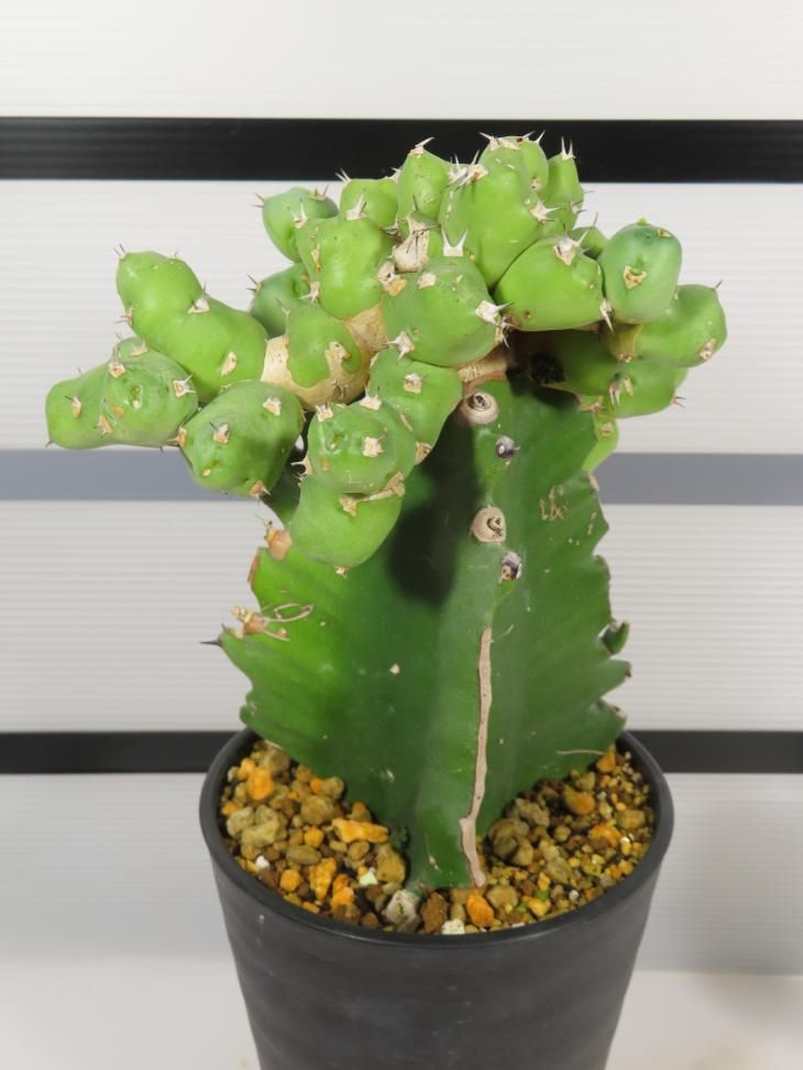 8122 「多肉植物Q】ユーフォルビア クリビコラ 接ぎ木【発根・美株・Euphorbia clivicola・購入でパキプス種子プレゼント】