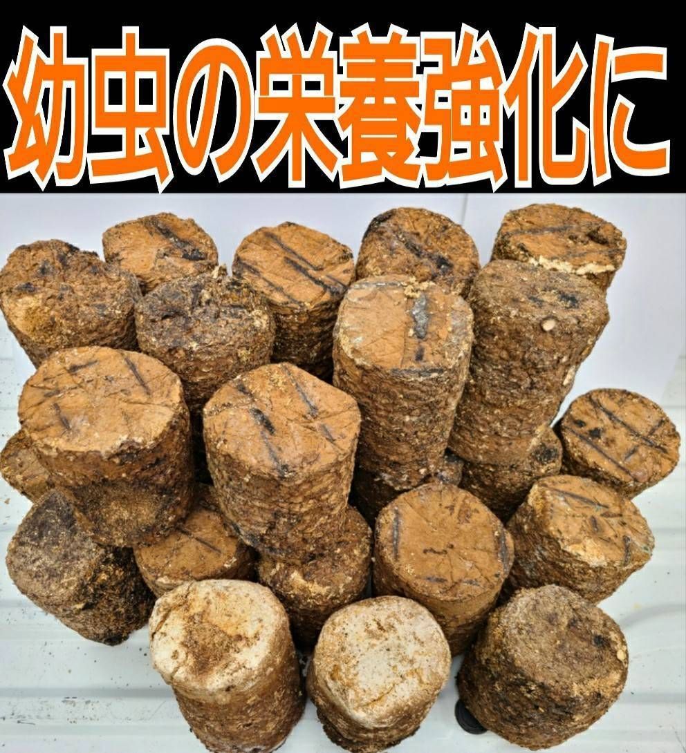 椎茸廃菌床ブロック12個 カブトムシ幼虫餌に！④ - 虫類用品