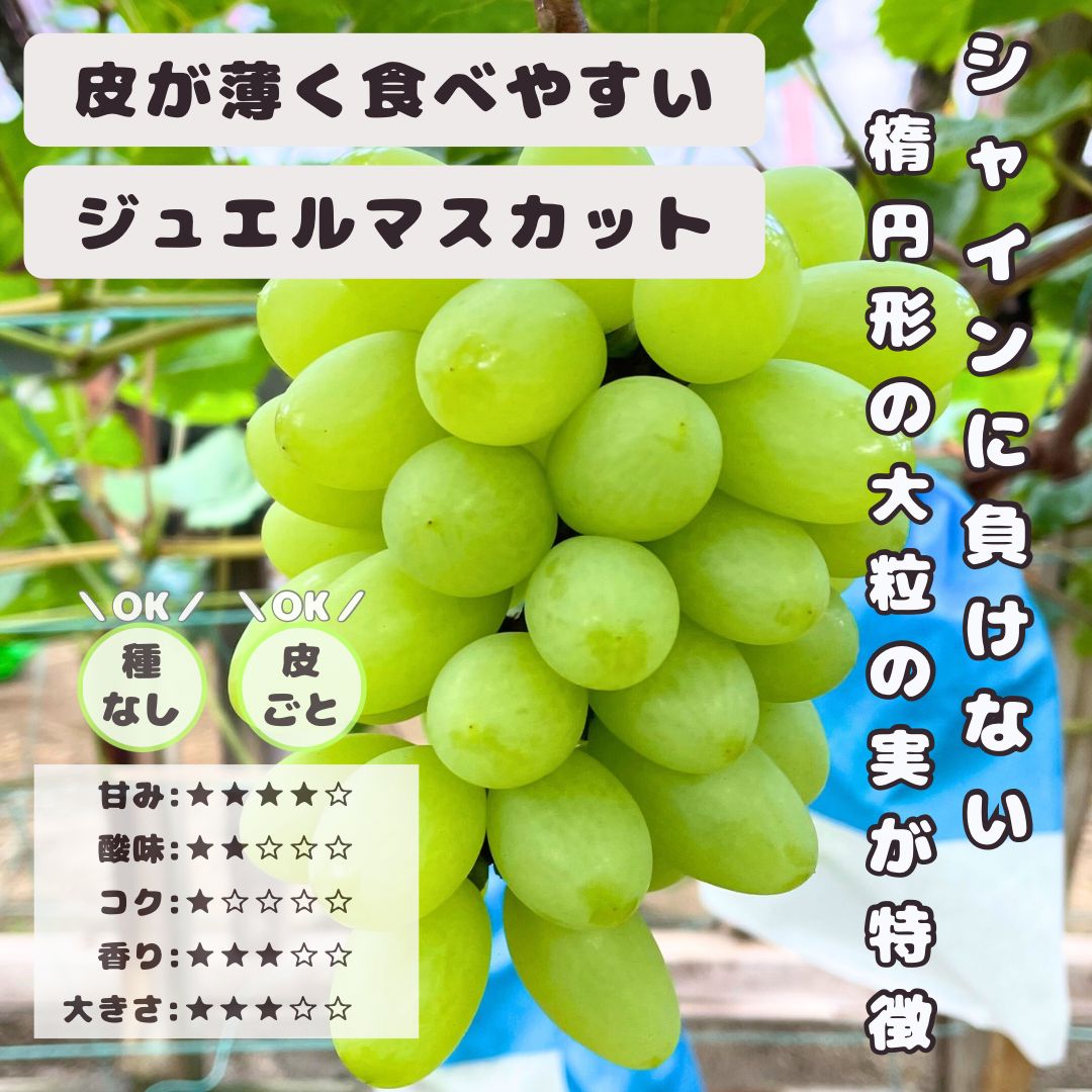 激レア　未使用　プリモプエル　マスカット色 激レア 未使用 プリモプエル マスカット色 - メルカリ