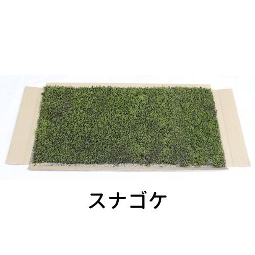 生きてる乾燥苔 スナゴケ 280×580mm 庭園 造園 盆栽 こけ コケ 苔玉 ジオラマ テラリウム コケリウム 壁面 屋上緑化 インテリア  グリーン モスパネル モスウォール 花材 苔好き ワークショップ サステナブル 持続可能 - メルカリ