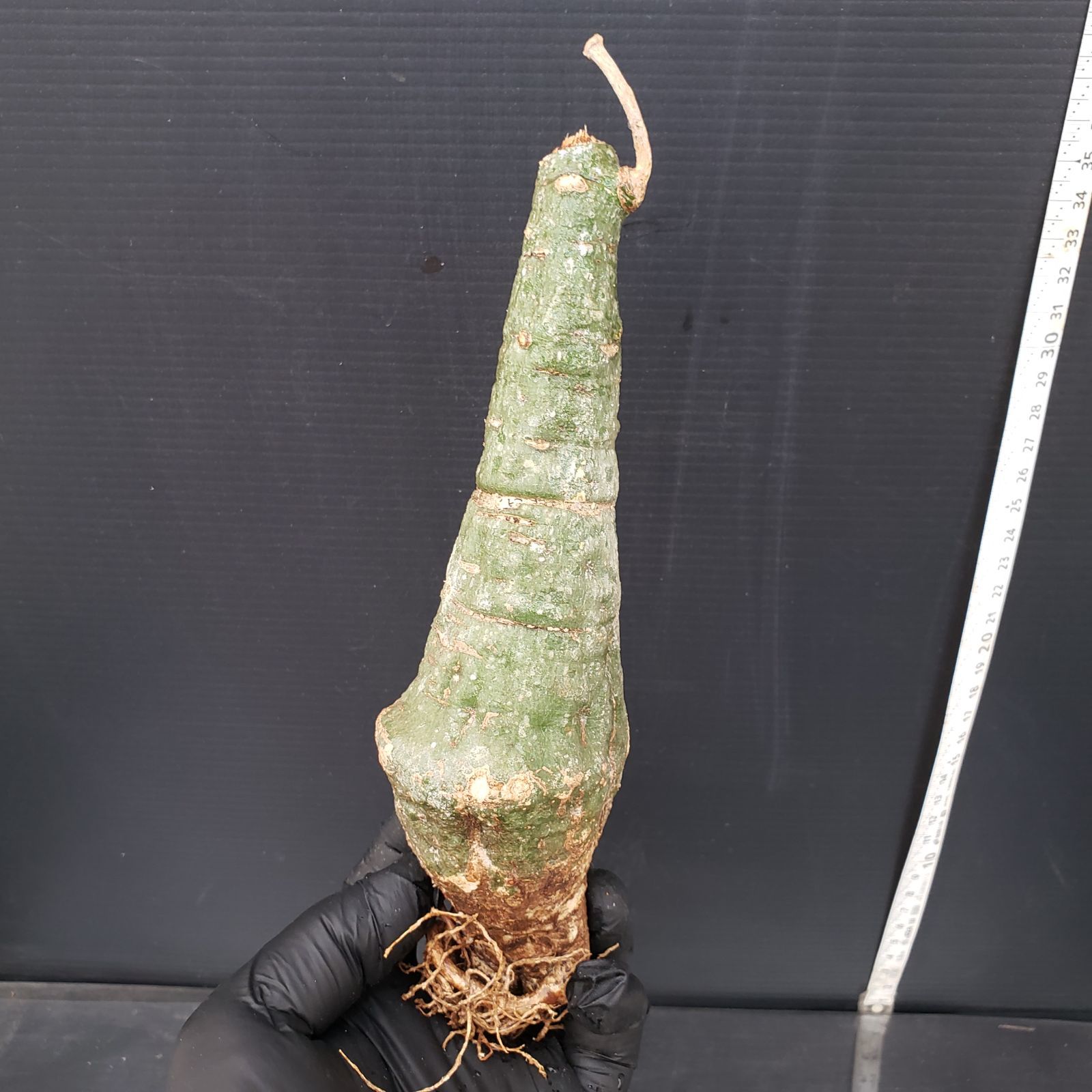 H443 最新到着 Adenia クリスタルグリーン S 現地球 抜き苗 塊根植物 アデニア クリスタルグリーン