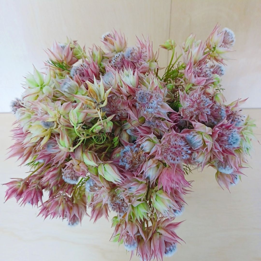 ⭐ セルリア 「 ブラッシングブライト ピンク 」 25本 ネイティブ