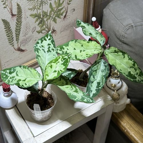 観葉植物 アグラオネマ ピクタム トリカラ－ブラック 2.5号透明ポット