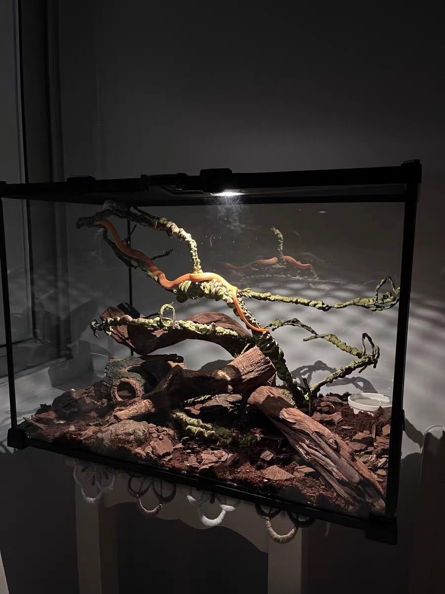 DMB爬虫類ケージ 30×30×30cm 3030 ガラス飼育ケージ 観音開きガラス