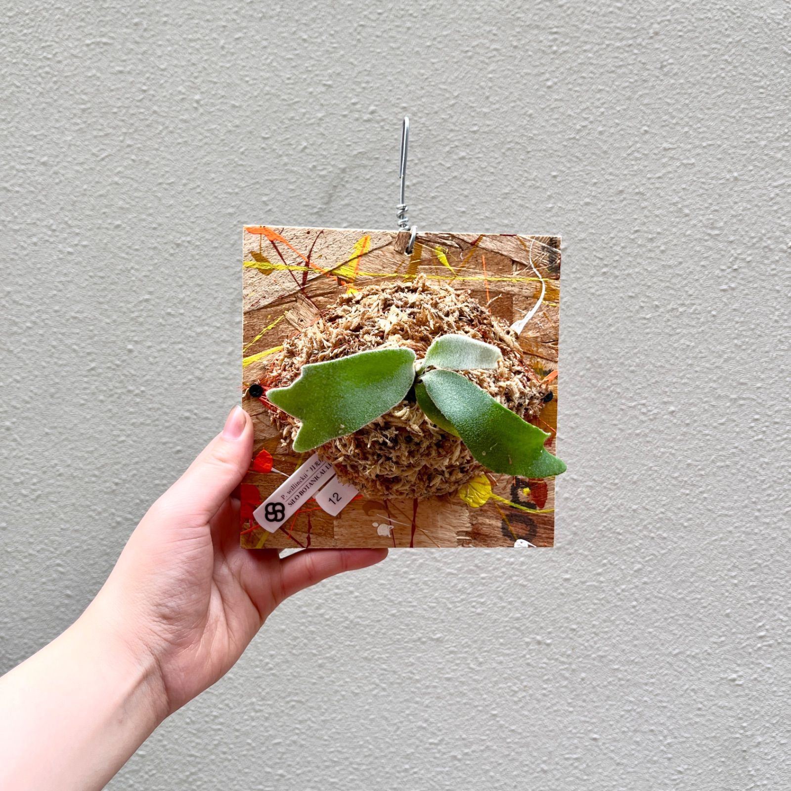 P. willinckii \月光爪哇\ sporeビカクシダ/\PaintBoard\ 12