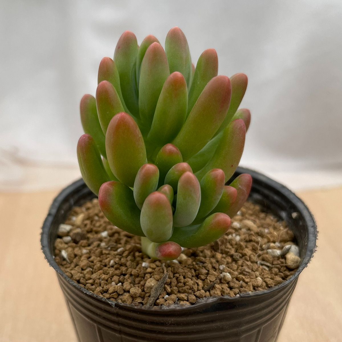 ルビーティント 多肉植物 韓国苗 セダム - succulent garden mi - メルカリ