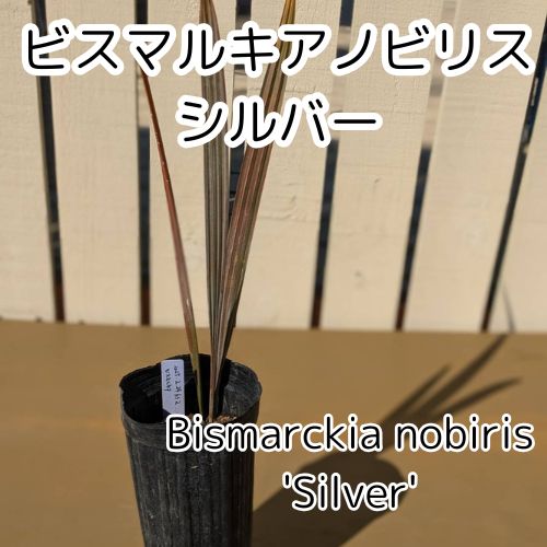 Bismarckia