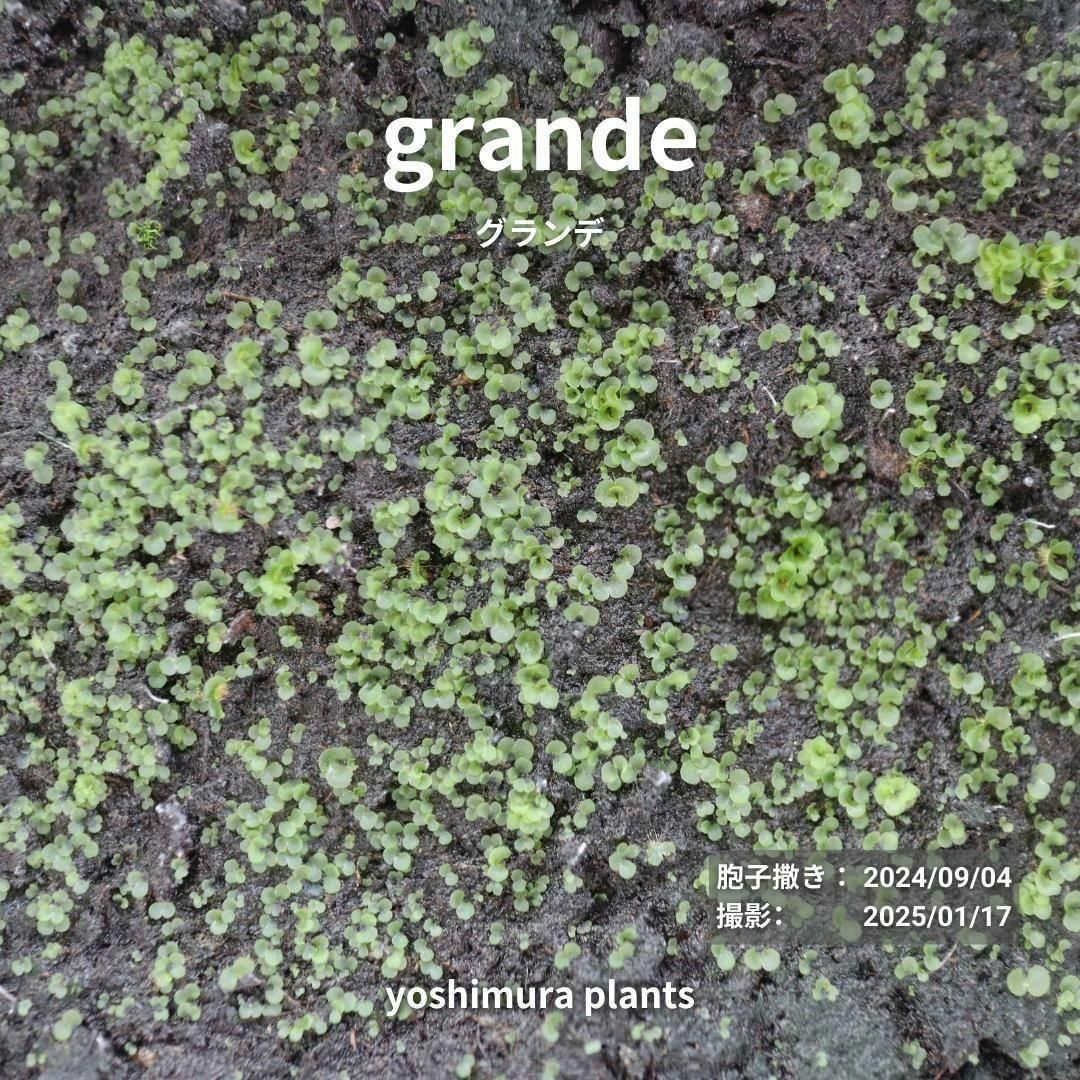 胞子] grande グランデ ビカクシダ - メルカリ