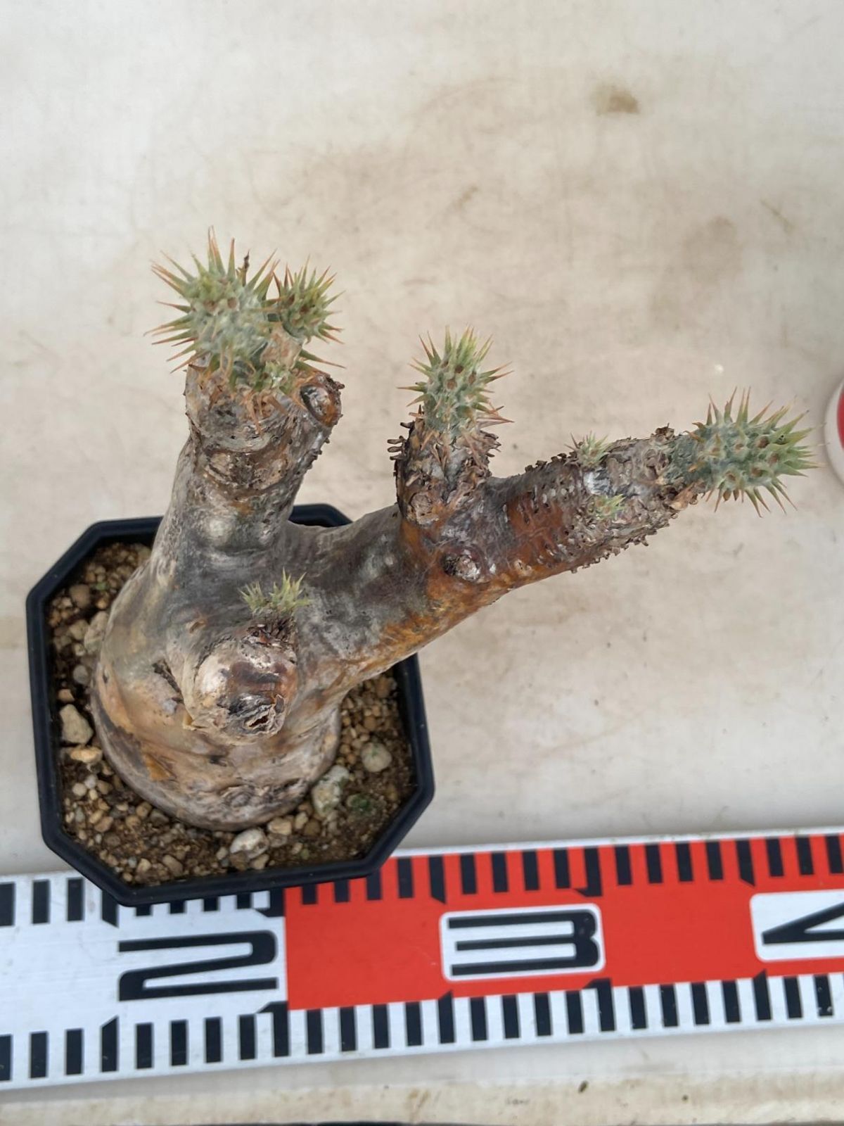 2409 「塊根植物」パキポディウム エニグマティクム 植え【発根・Pachypodium enigmaticum・多肉植物】 - メルカリ