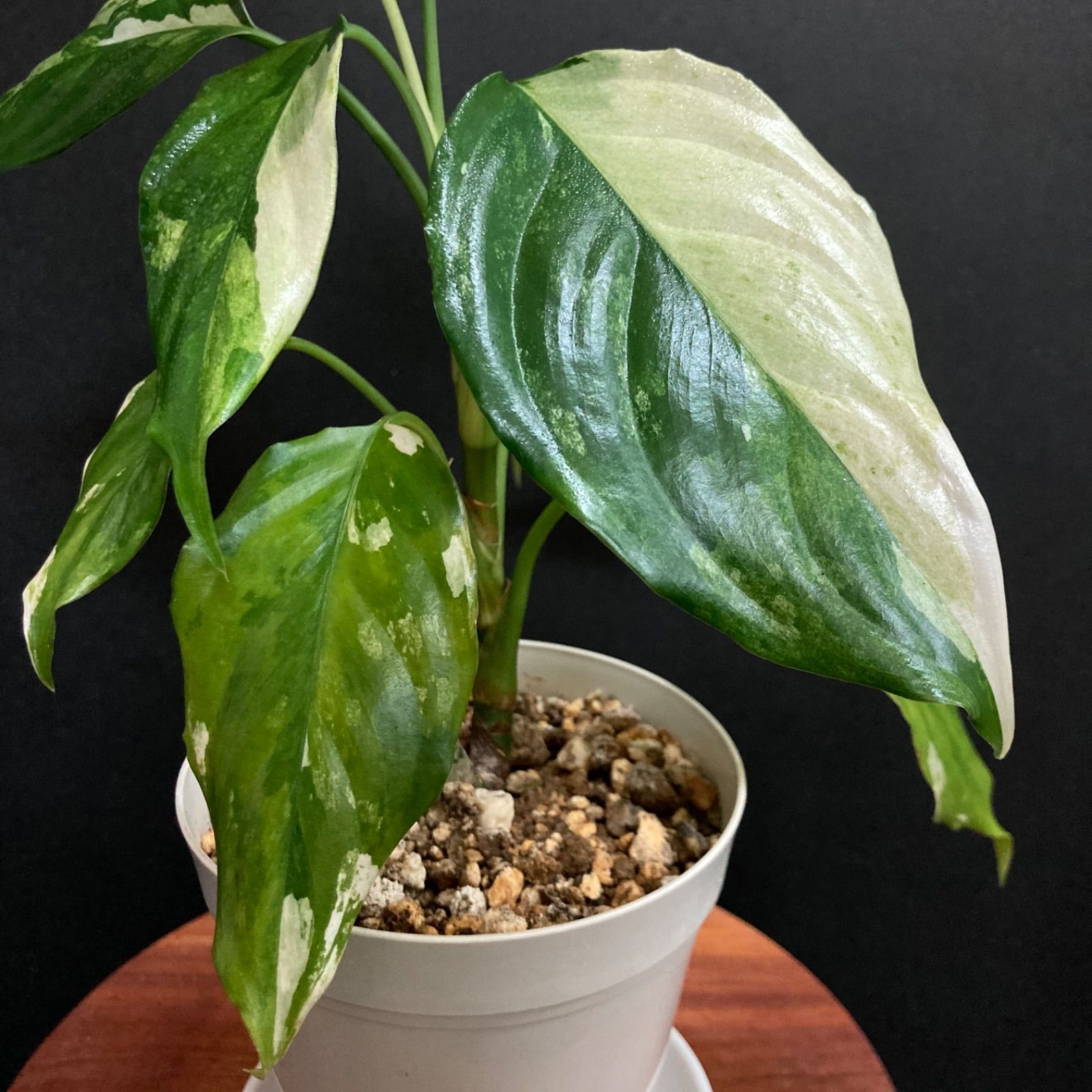 斑入り 極班 アグラオネマ コンムタツム バリエガータ