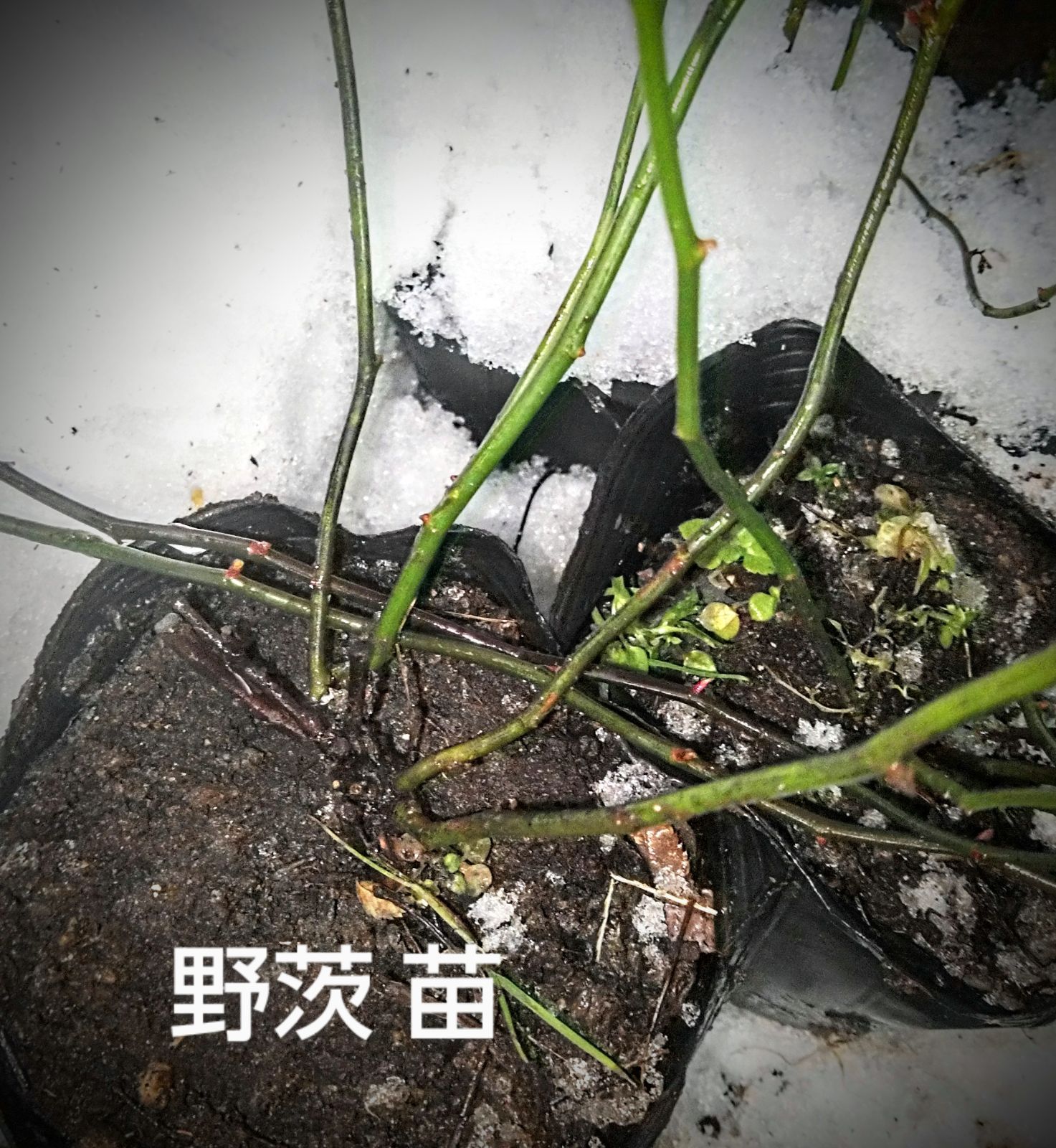 棘なし種