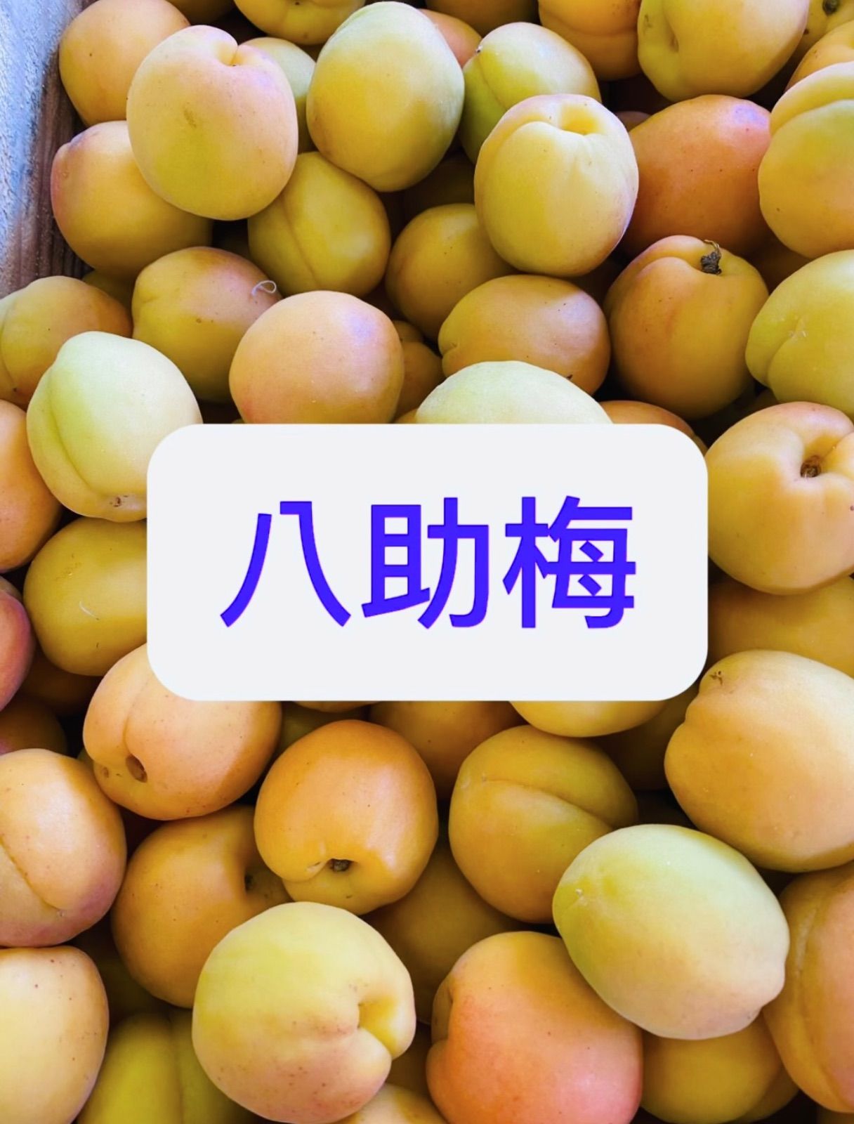完熟梅10キロクール便 - 果物