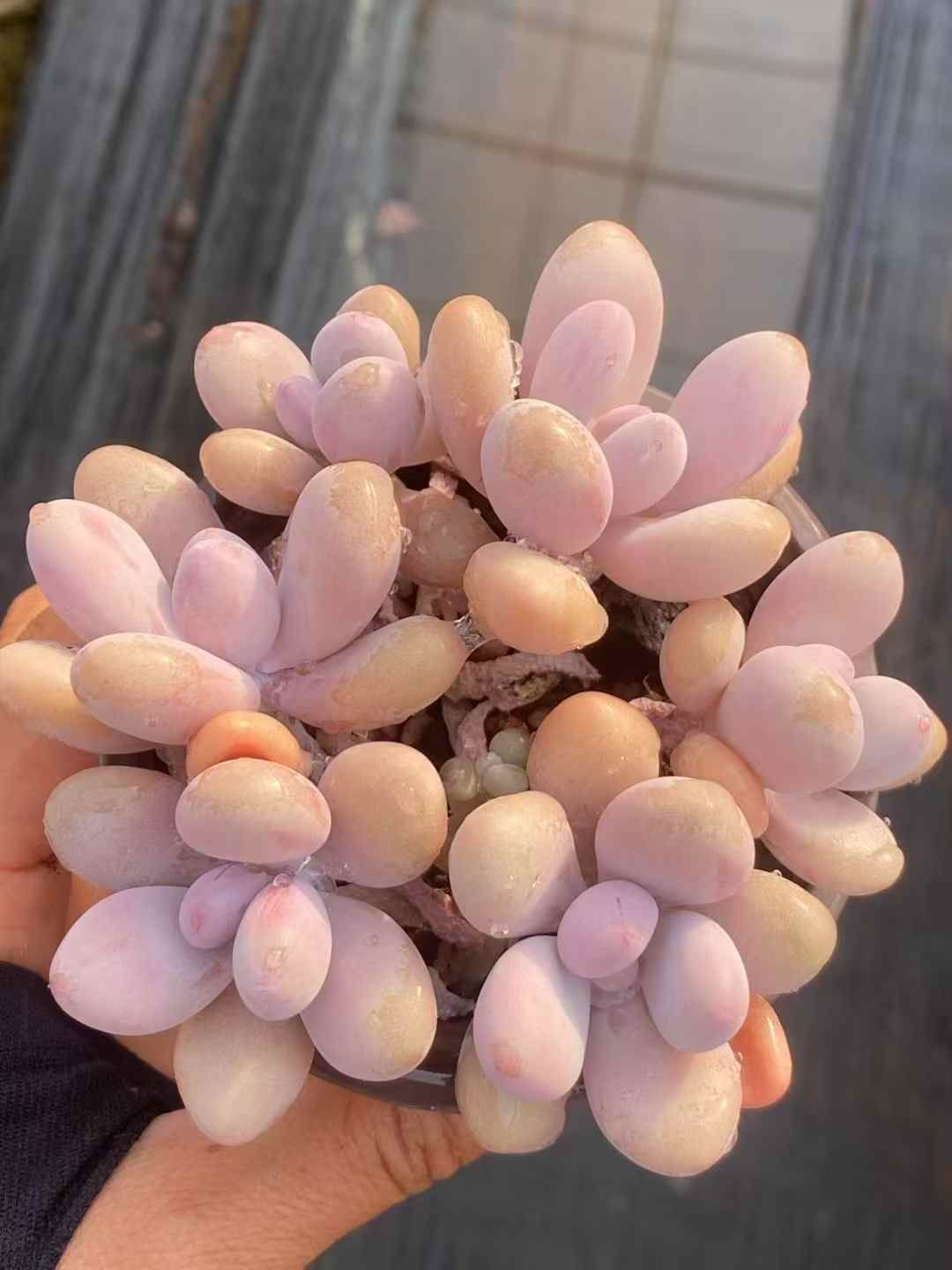 ピーチエッグ QS1041×18鉢 抜き苗 多肉植物 エケベリア サボテン
