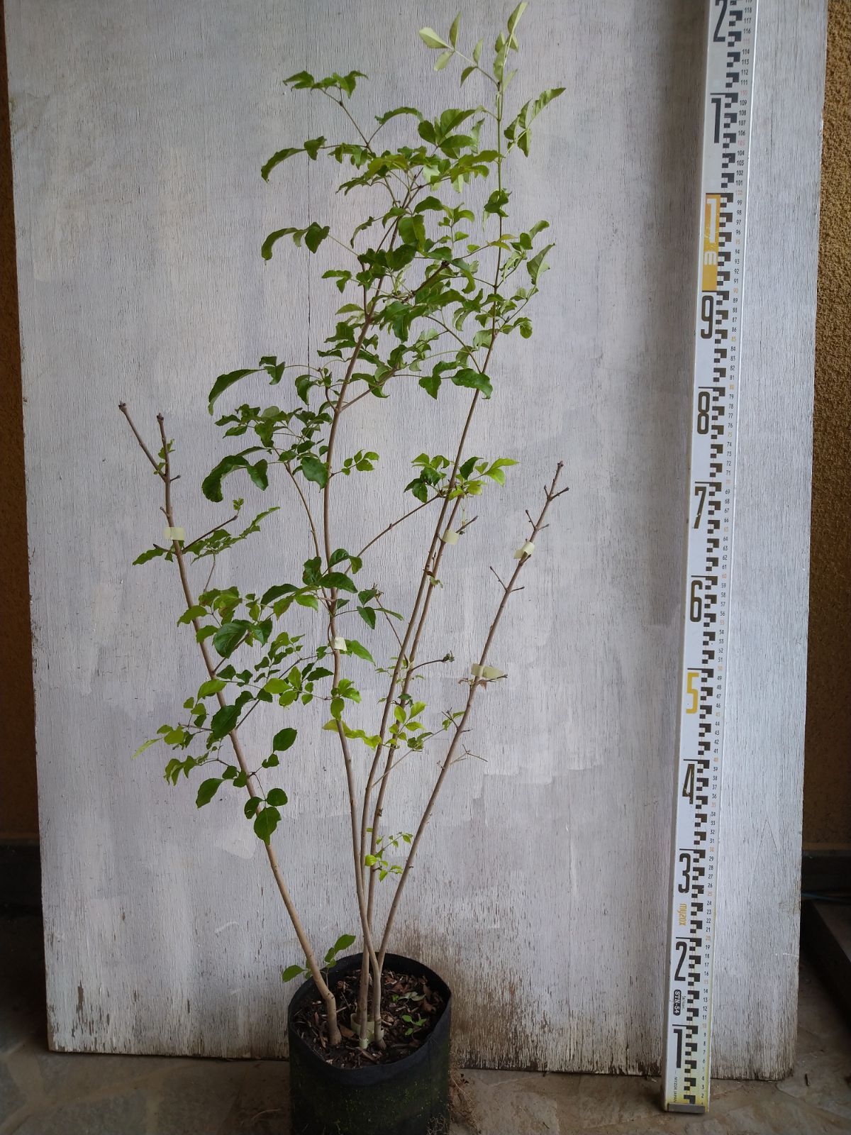 アオダモ株立ち㉓