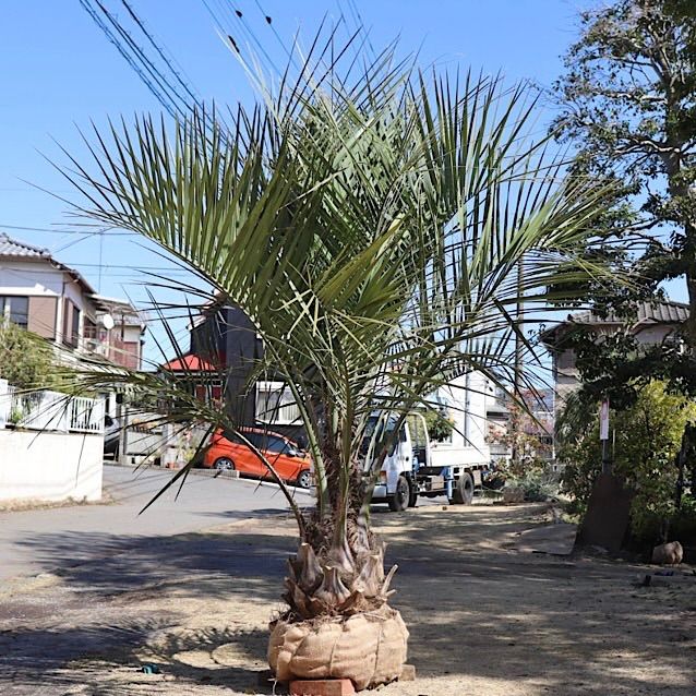 極太幹】ココスヤシ ココスヤシ 幹極太 シルバーリーフ 極上の品 即