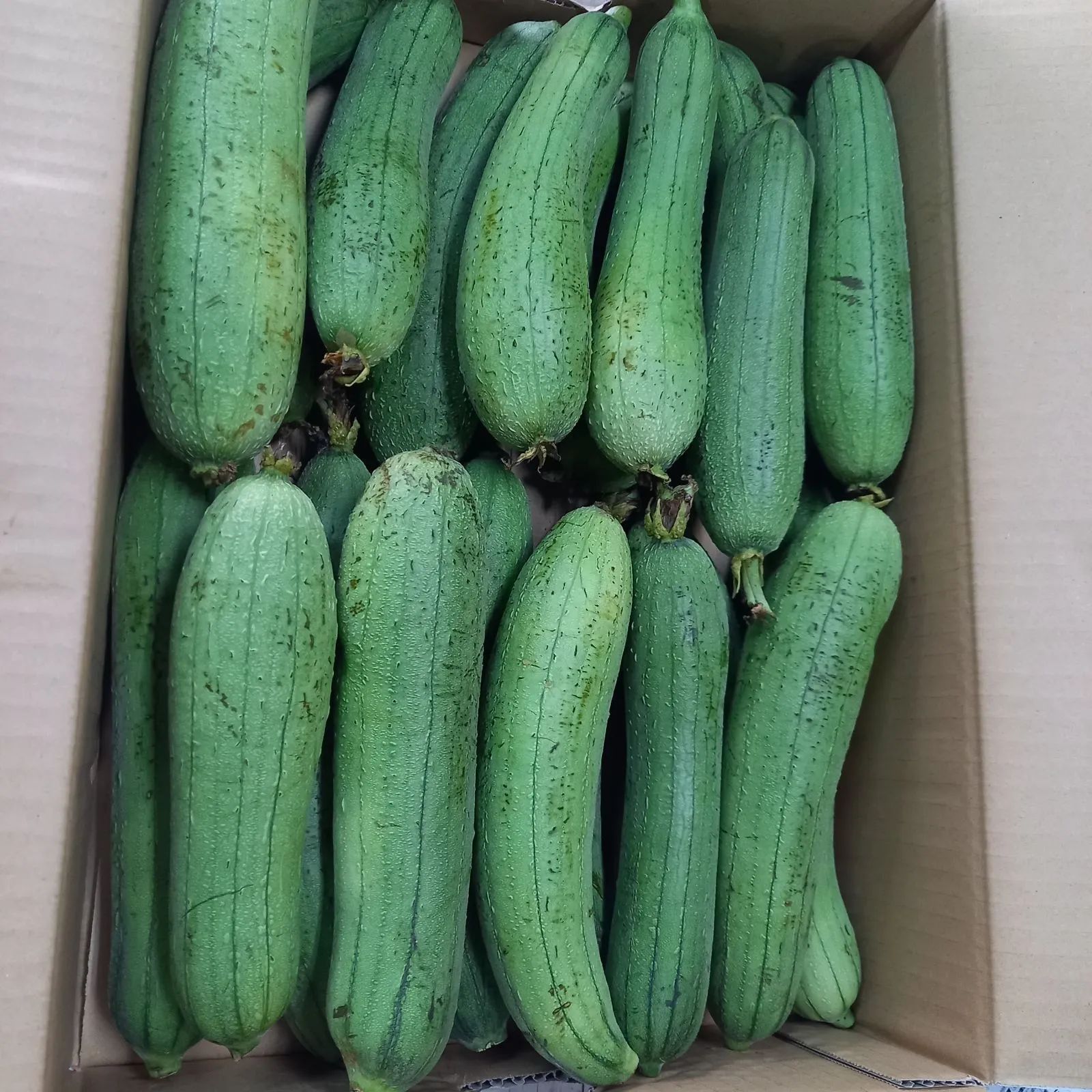 へちま（ナーベーラー）10kg 沖縄野菜 食用ヘチマ - メルカリ