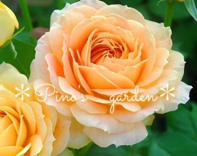 メルカリshops アプリコットイエローのカップ咲き 切り花品種 バラ苗 挿し木