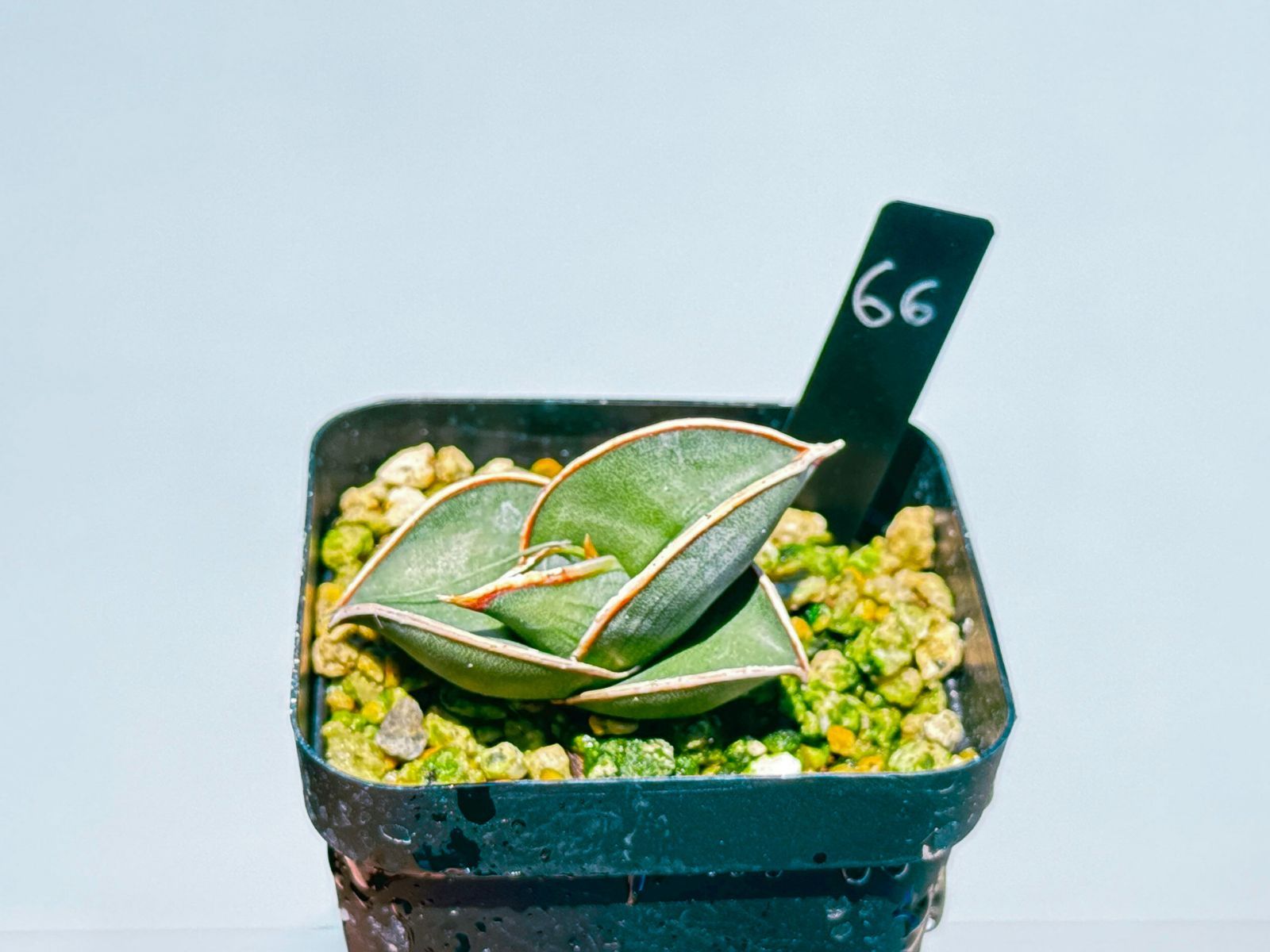 中国 青磁人物像ペア・鑑賞ケース付 ・ヴィンテージ レア ・中国 台湾茶器