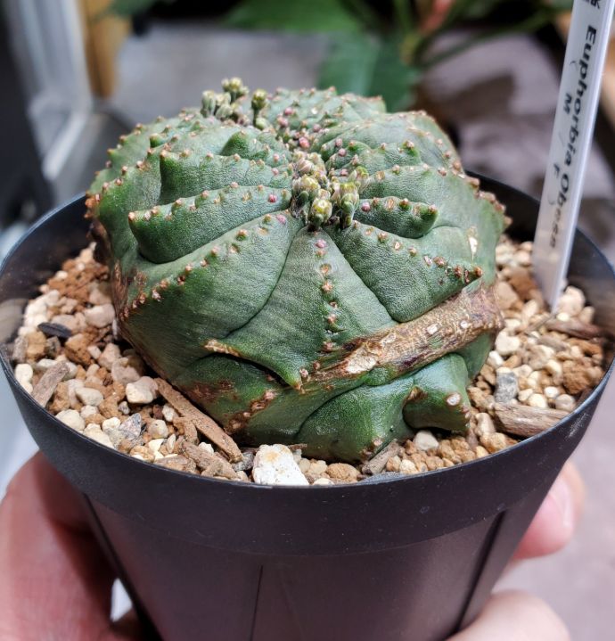 超希少 綴化 ユーフォルビア オベサ Euphorbia obesa 良形 選抜
