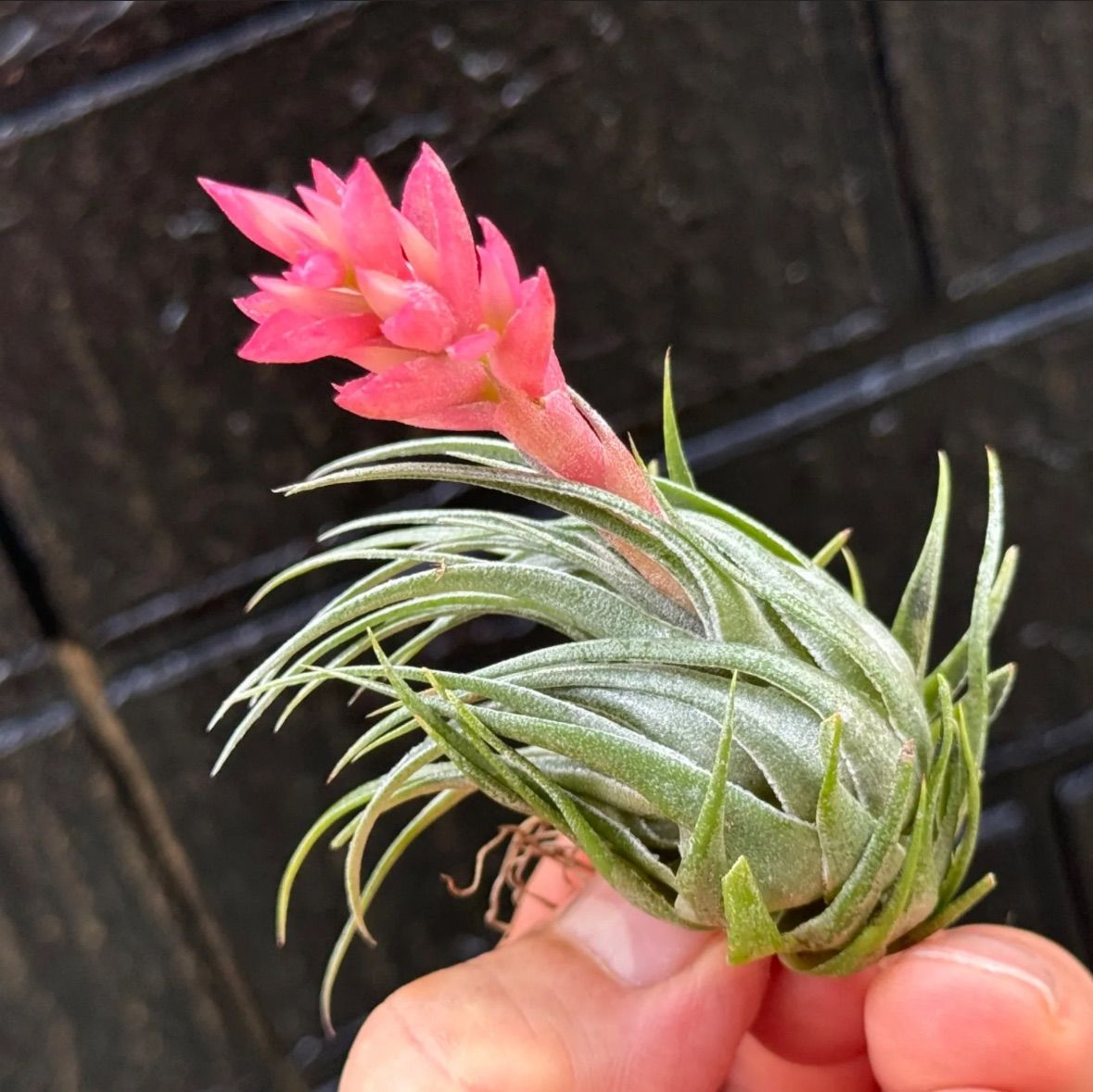 子株＊ チランジア カウツキー Tillandsia kautskyi＊エア