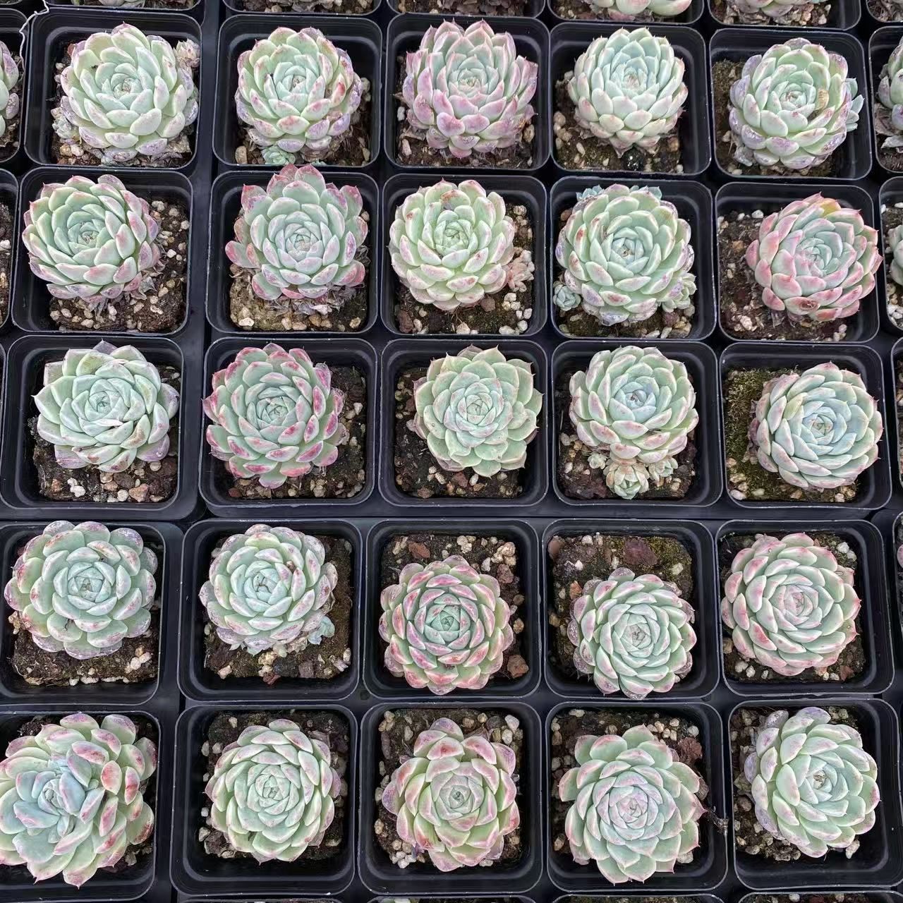 54株抜き苗セット】カベラ 多肉植物 佐川急便発送 エケベリア 韓国苗