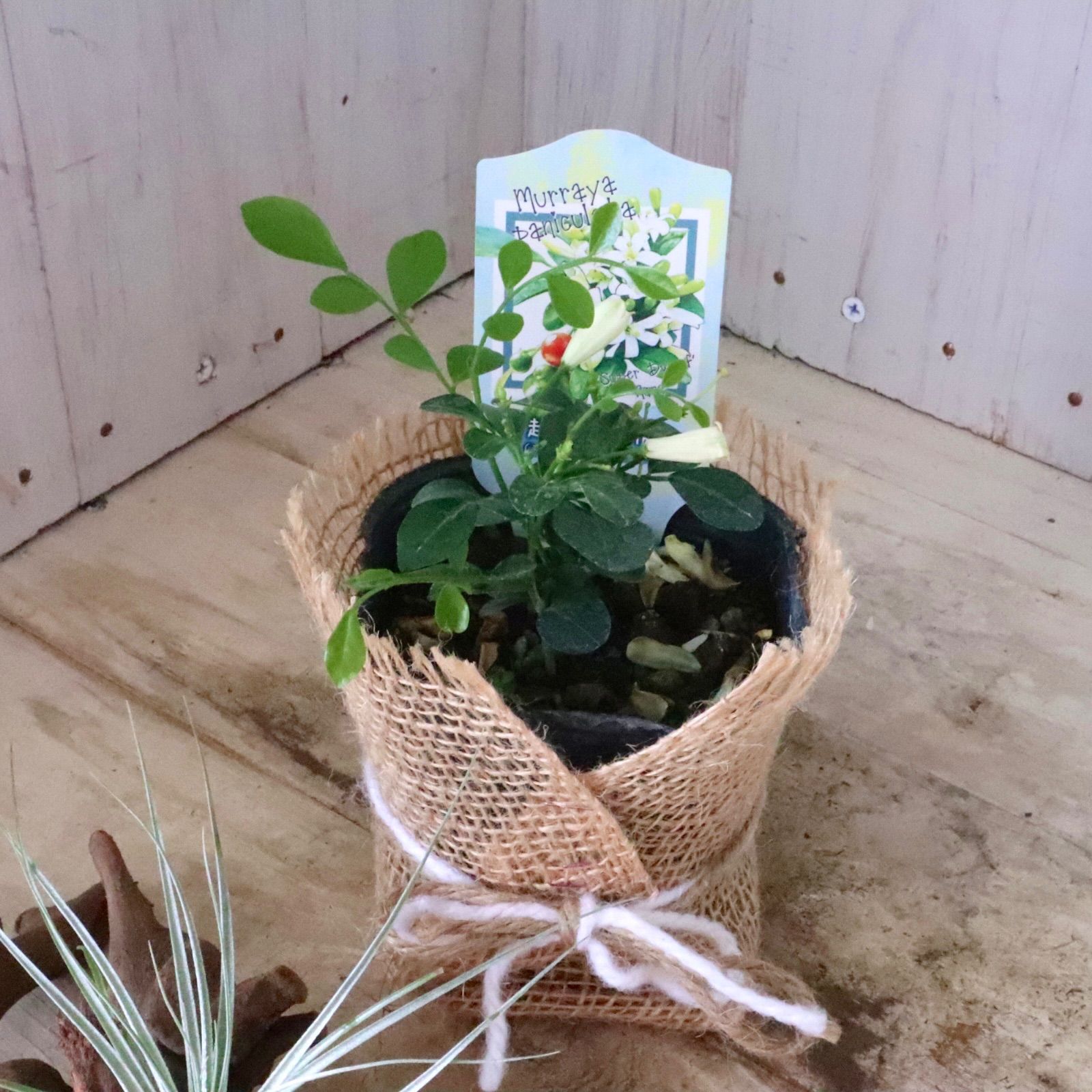 シルクジャスミン　10号鉢 観葉植物 シルクジャスミン（ゲッキツ） １０号サイズ\u003cBR\u003e地域限定