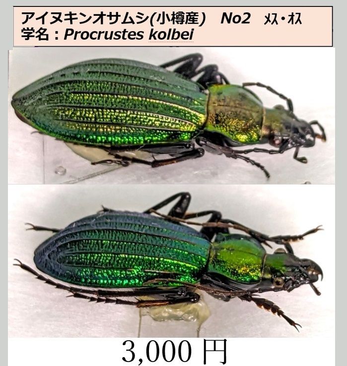 アイヌキンオサムシ ♂♀ペア 標本 小樽産 No2 コエポン様専用