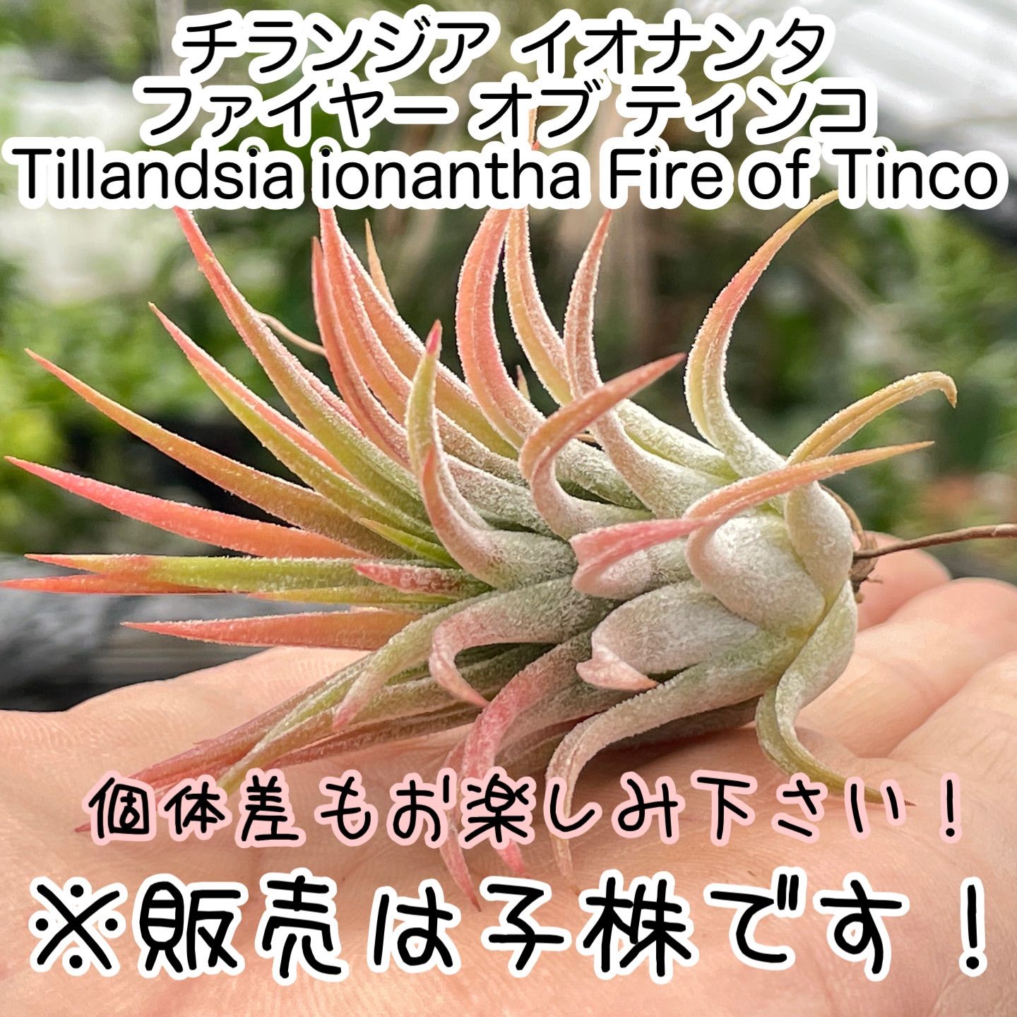 チランジア イオナンタ ファイヤー オブ ティンコ Tillandsia