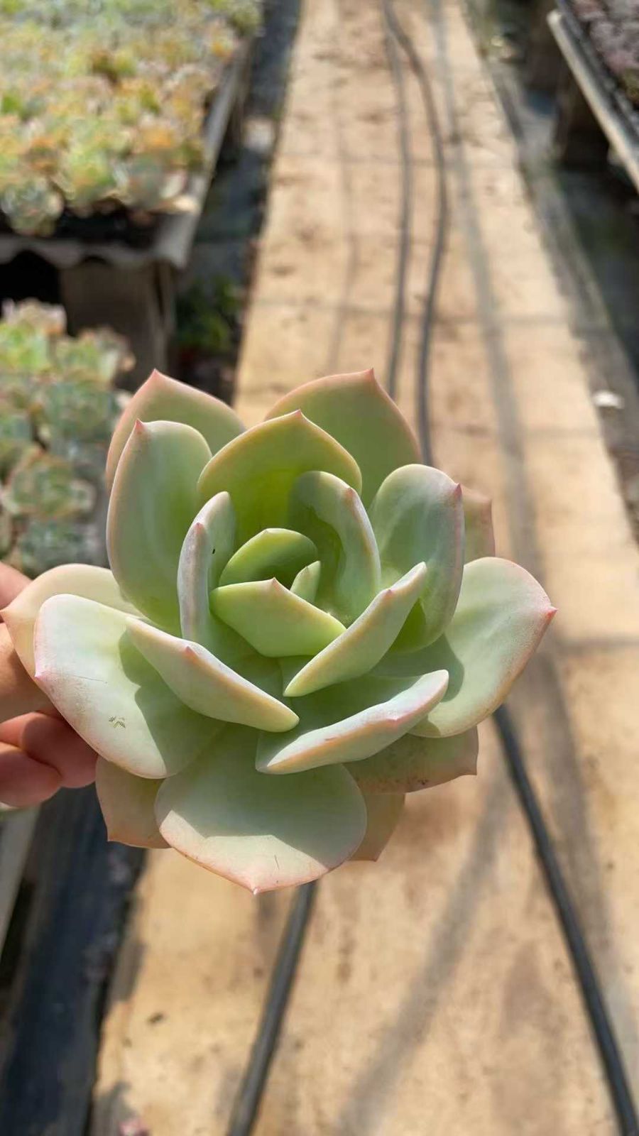 ☆長野県の方限定送料無料☆【動画あり】☆ホンダ CBF125R☆9870km 実