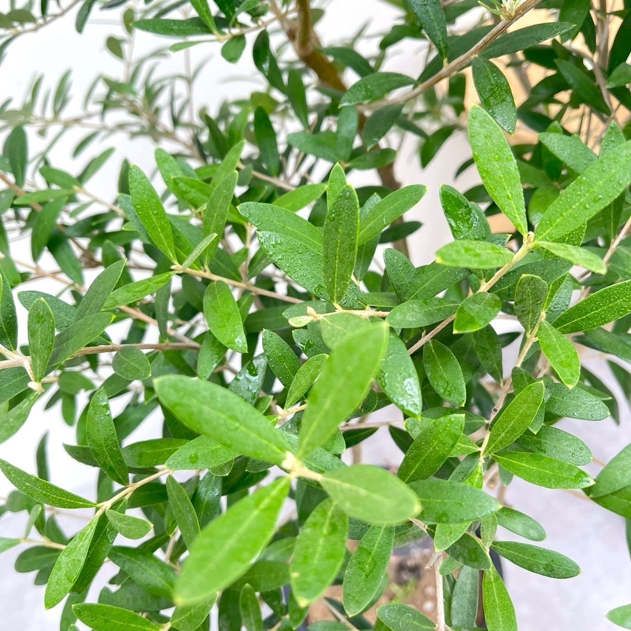 現品］44番 創樹 オリーブ ネバディロブランコ 7号 観葉植物 大型 人気