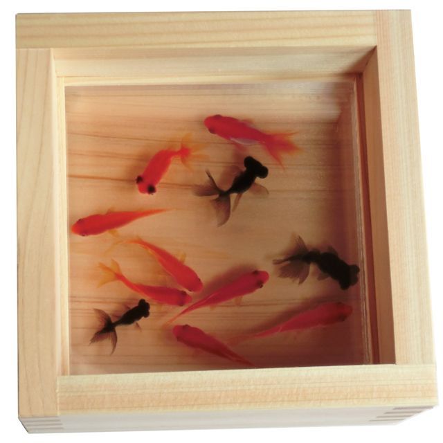 アクリル 3D 金魚アート 咲 プレゼント ギフト フィギュア 動物 生き物 アクリル 3D 金魚アート 咲 プレゼント ギフト フィギュア 動物