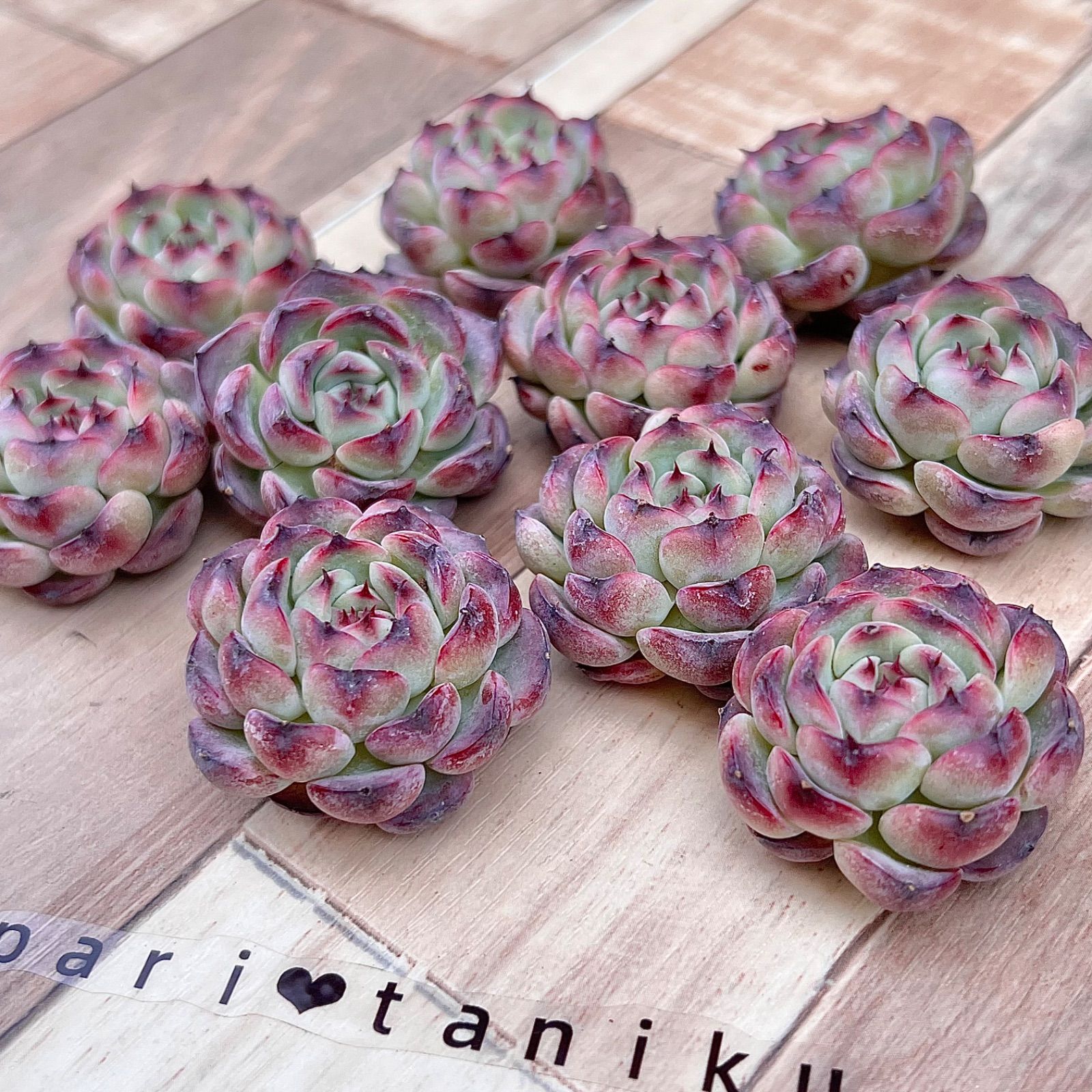 多肉植物 マルセル 韓国苗 - メルカリ