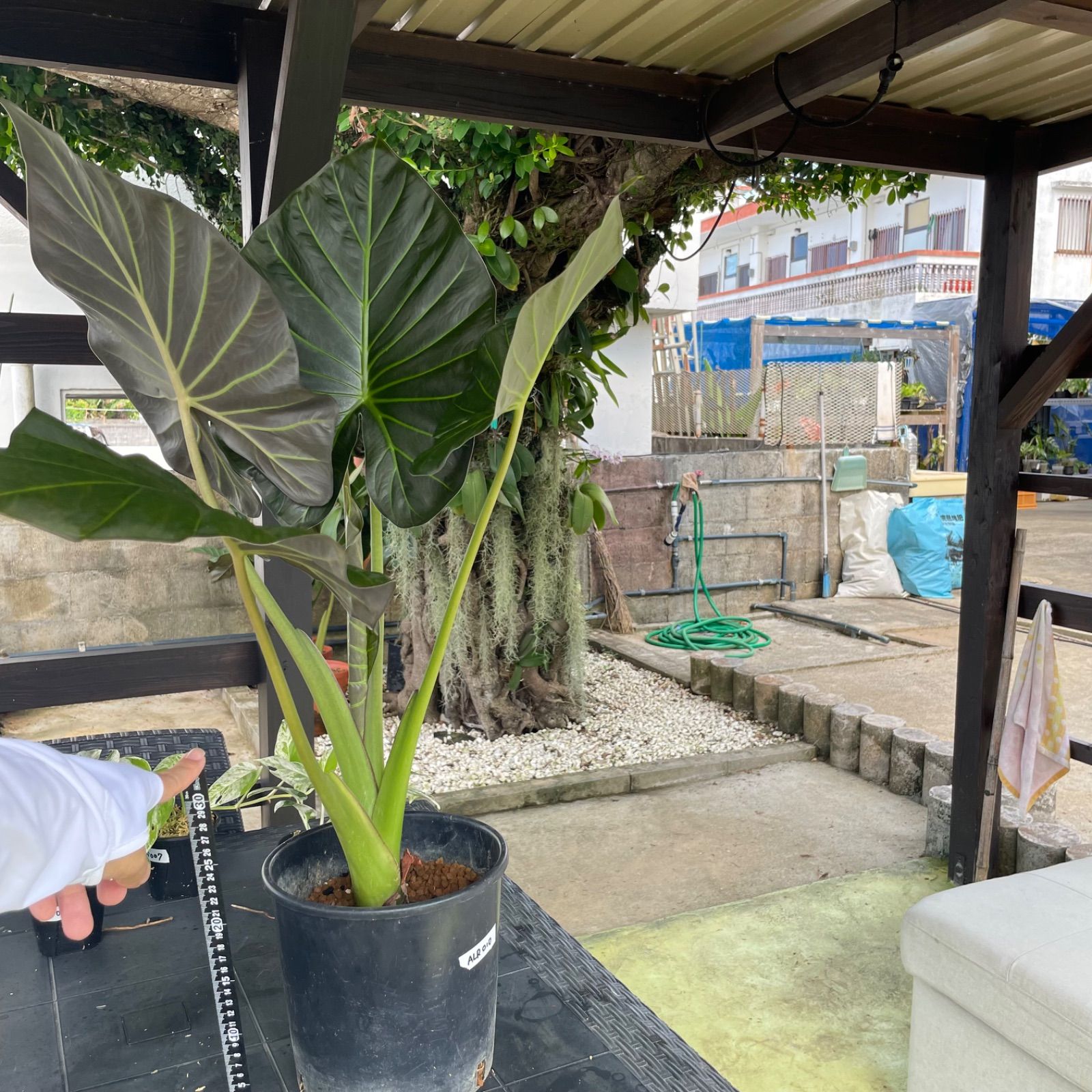 希少大株】 アロカシア リーガルシールズ alocasia regalshields 希少大株】 アロカシア リーガルシールズ alocasia regalshields