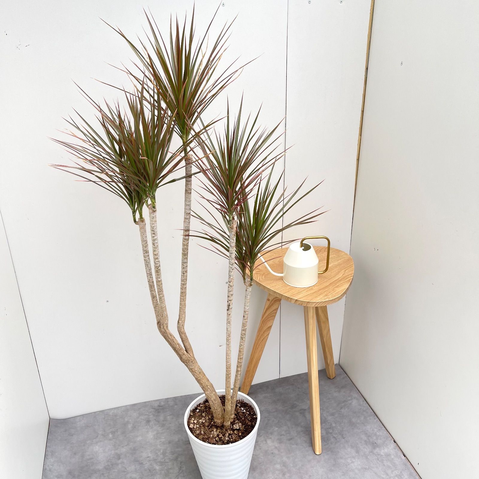 ドラセナ コンシンネ レインボー 3 現品 観葉植物 室内 大型