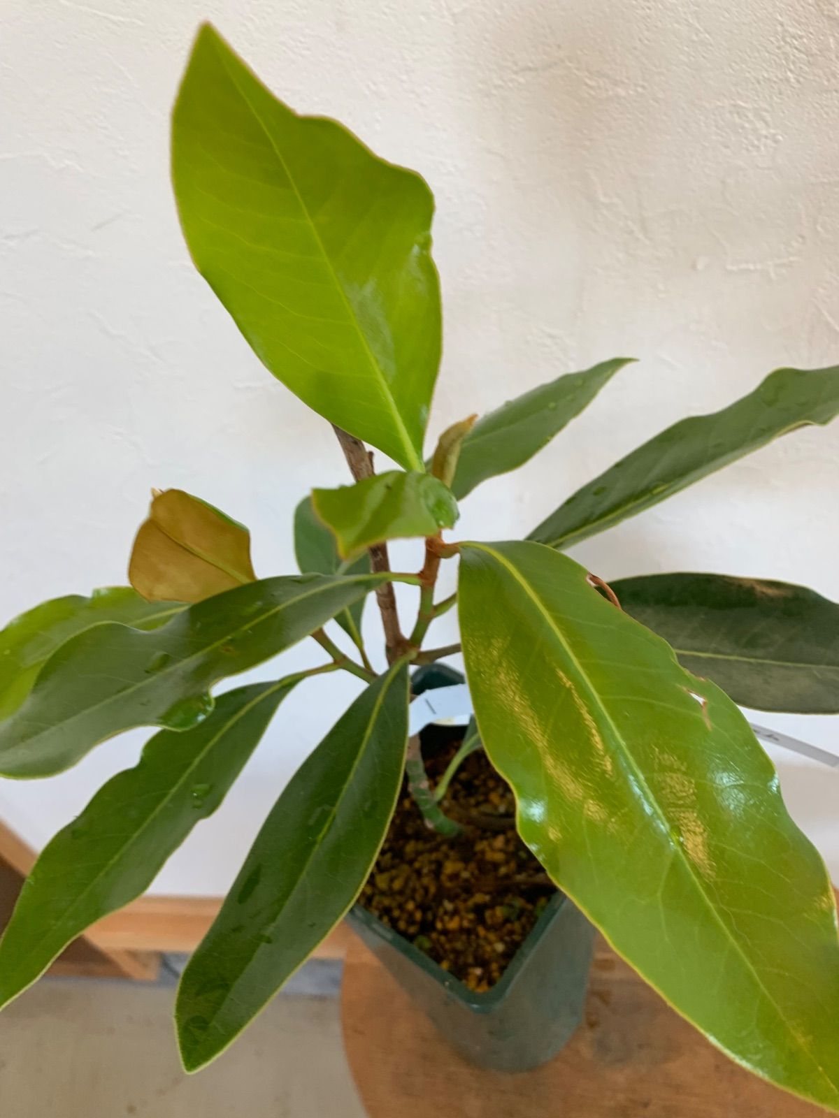 タイサンボク リトルジェム(苗木) タイサンボク：リトルジェム 3.5号