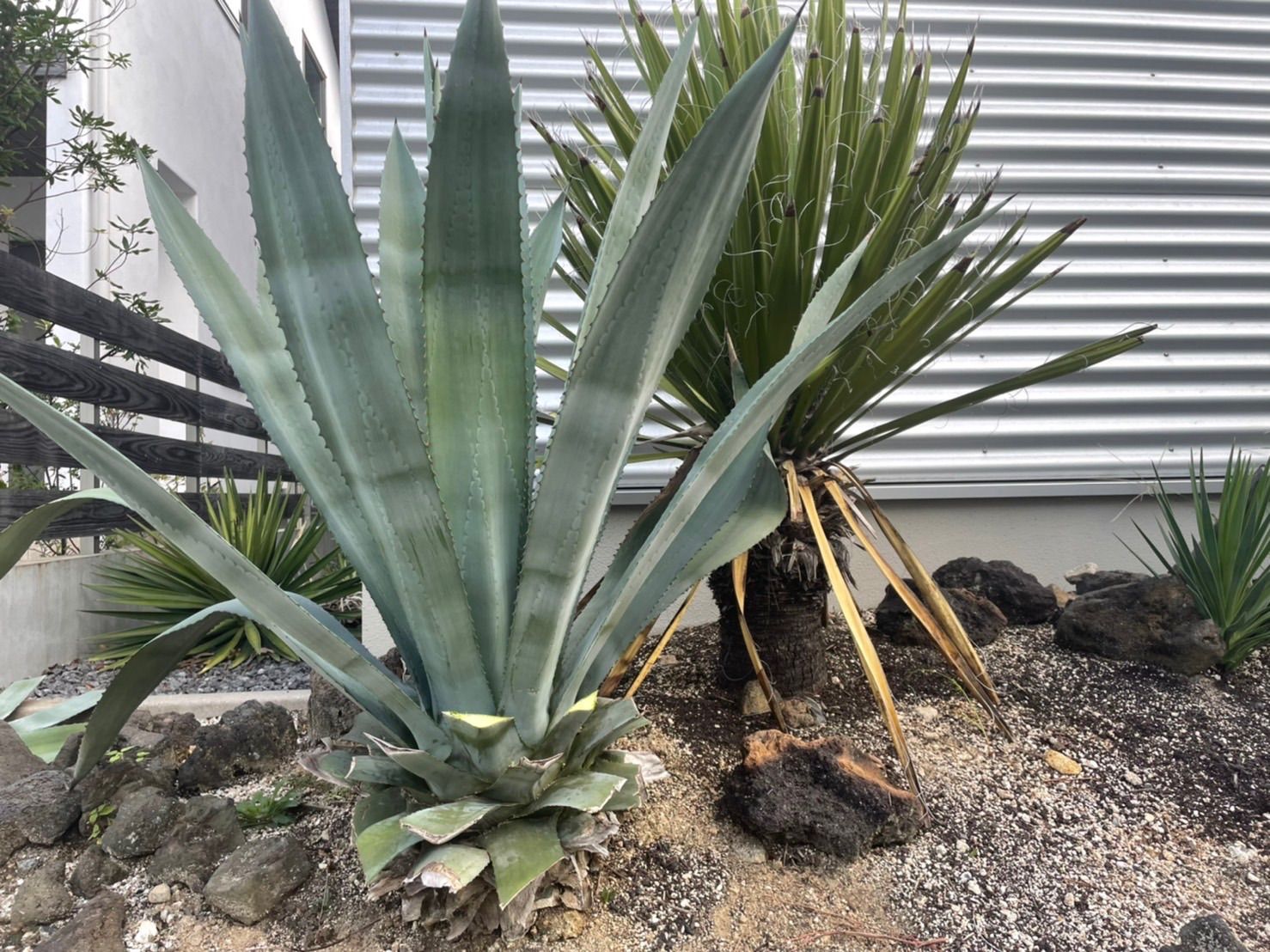 アガベ アメリカーナ エクスパンサ錦 カキコ 鉢上げ定着済み 抜き苗発送 アガベ アメリカーナ エクスパンサ錦 カキコ 鉢上げ定着済み 抜き苗発送