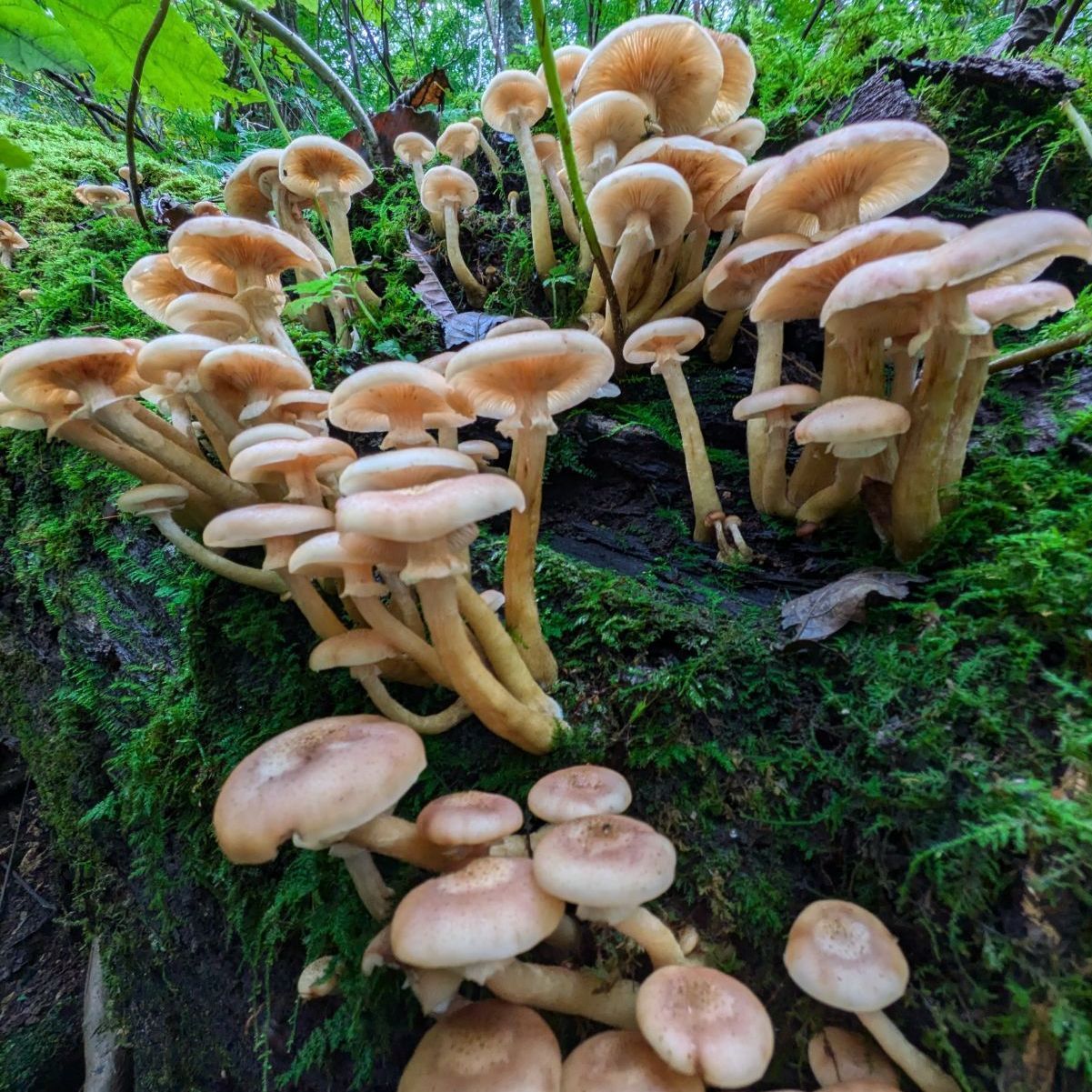 秋田県産 天然きのこ ナラタケ さわもだし もだし 500g 採れたて 秋田