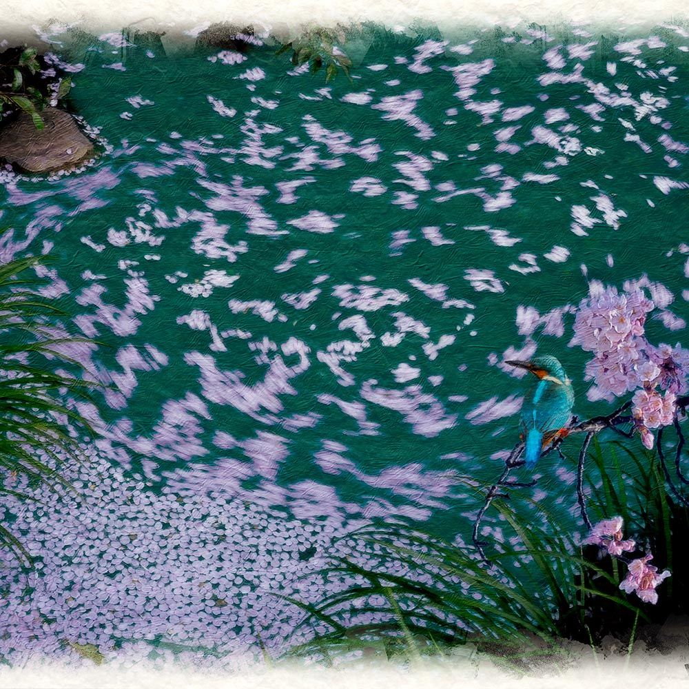 低価，品質保証 和紙の絵写真 「カワセミと湧水の桜の花筏」 立体額縁