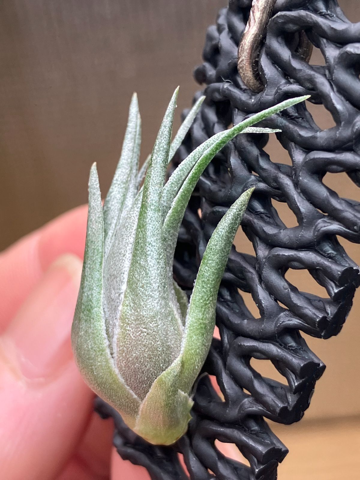 ネコポス】チランジア カウツキー オープンフォーム Tillandsia
