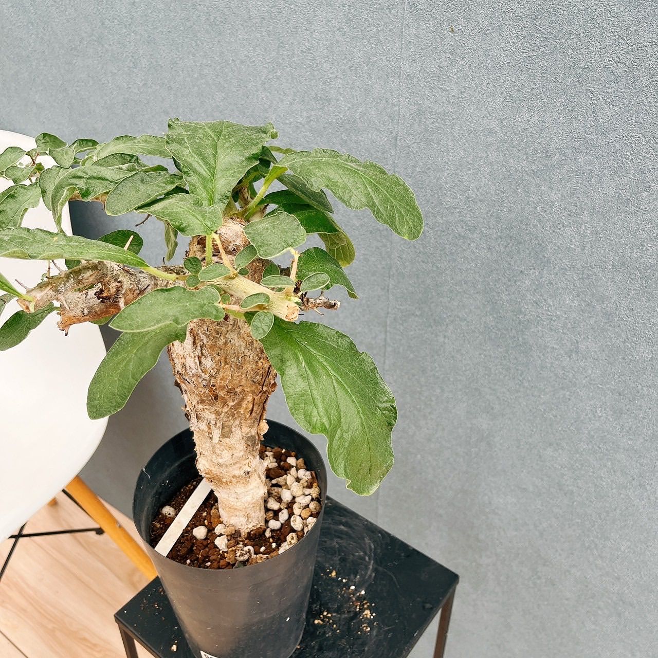 現品］【希少】セサモタムナス ブッセアヌス 観葉植物 レア ゴマ科