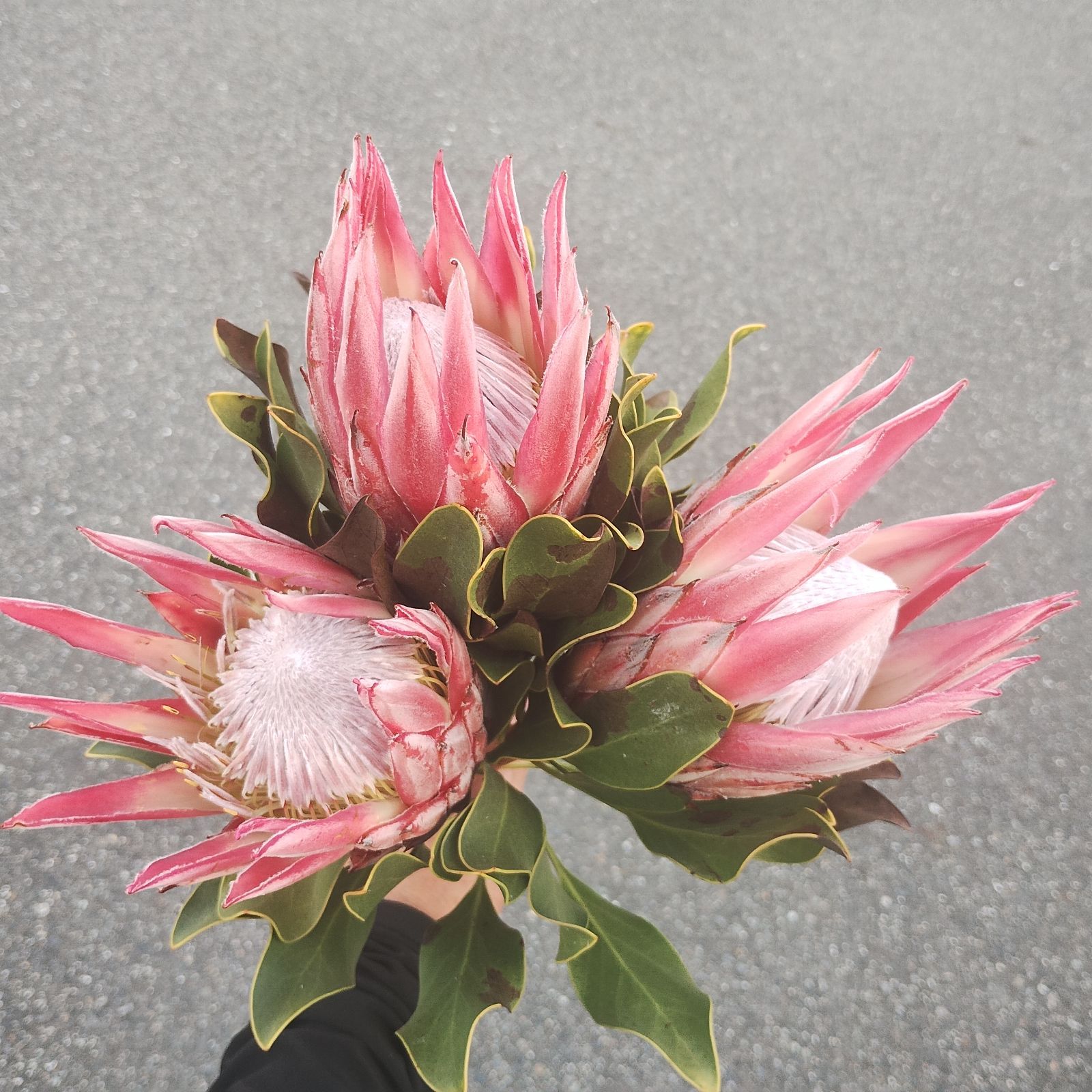 ⭐️キングプロテア⭐️クレア⭐️3本⭐️宅配送料込み⭐️ドライ