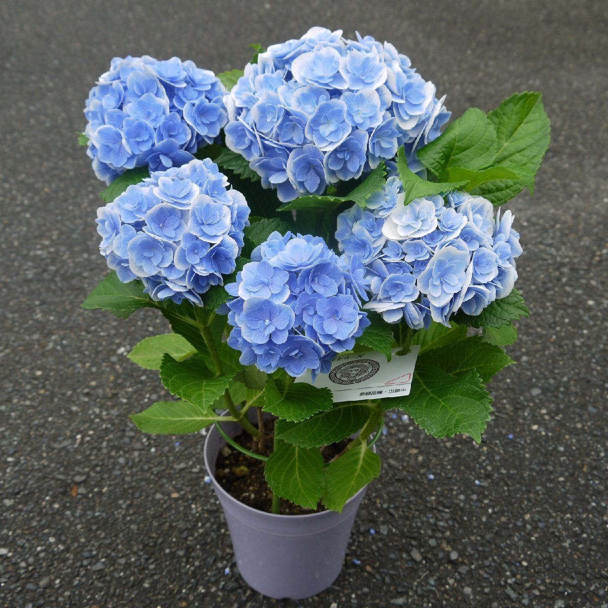 アジサイ 明鏡止水 5号 花付き 開花株 宅急便送料込み - メルカリ